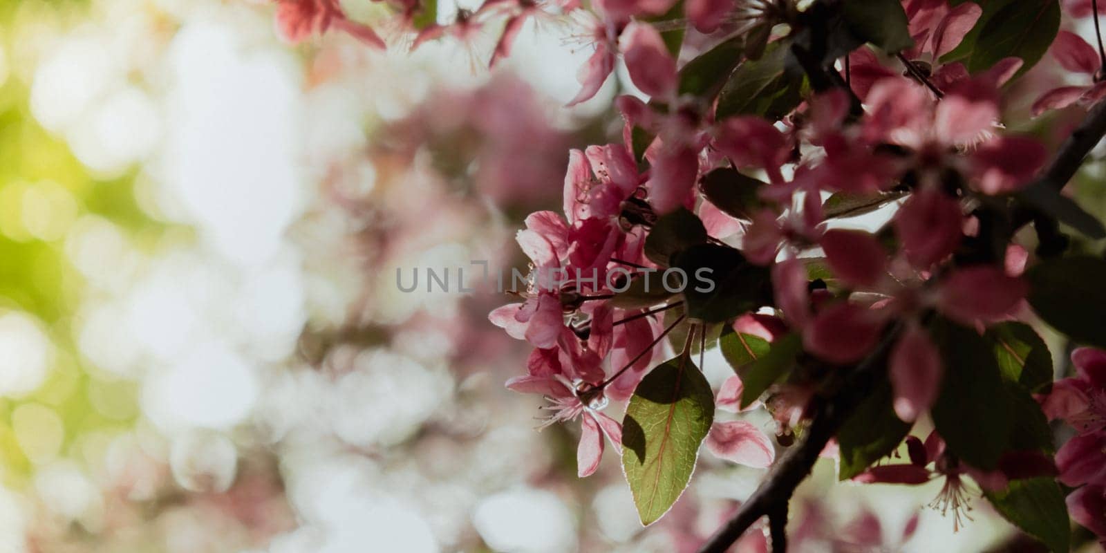 Pink violet flowers of cherry blossom on cherry tree close up. Blossoming petals of cherry flower. Nature. Bright floral scene with natural lighting. Spring concept Wallpaper background for greeting card. Copy space