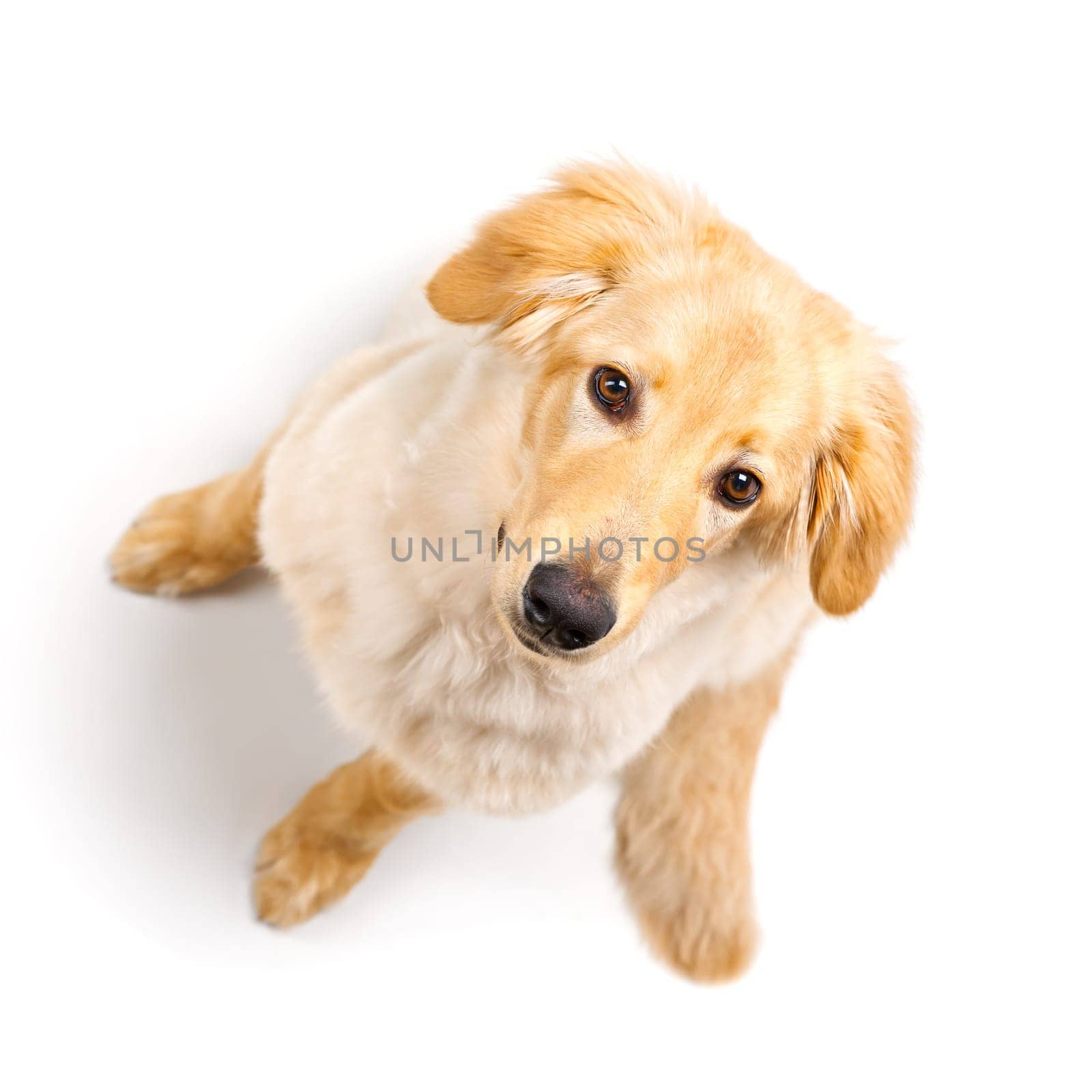 Isolated blond hovawart puppy. Studio shot of a cute Hovawart puppy. golden retriever puppy. 5 month old puppy