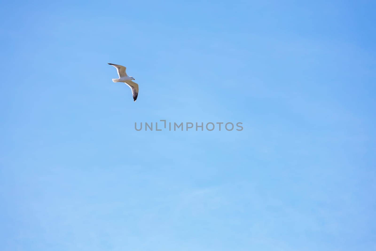 Sea gull , open wings flying on clear blue sky background