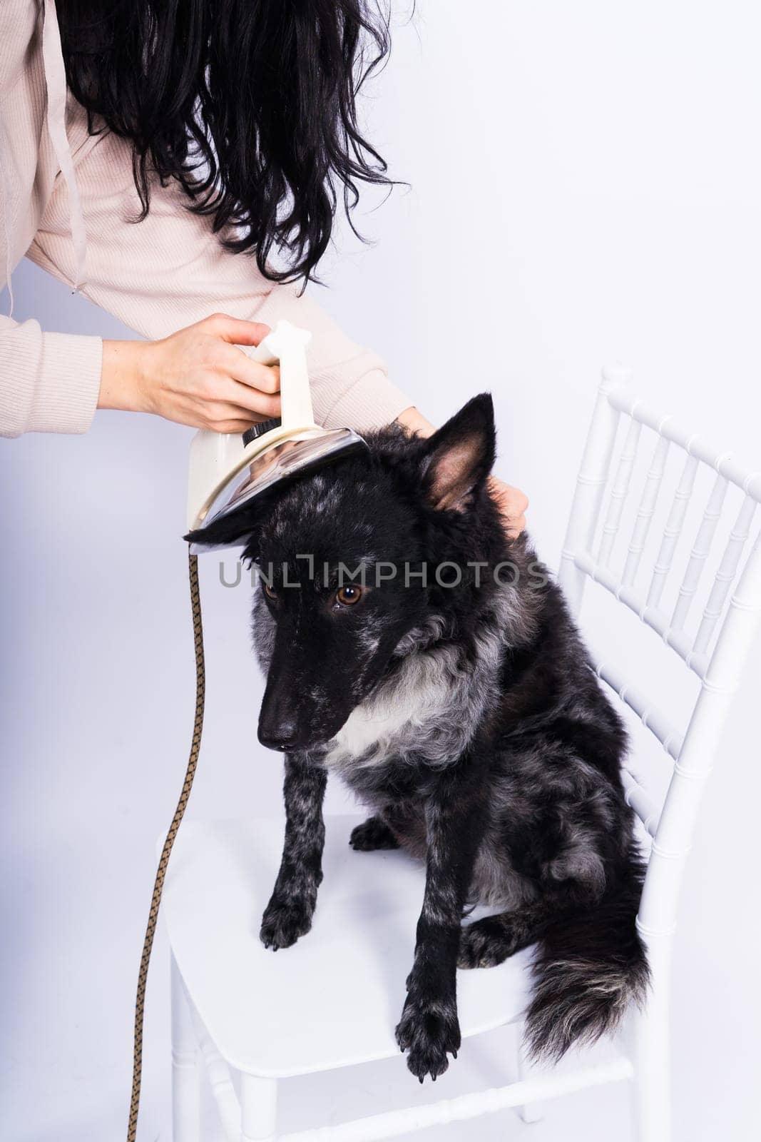 Mudi dog with electric iron on a white background. The dog poses while doing housework. by Zelenin