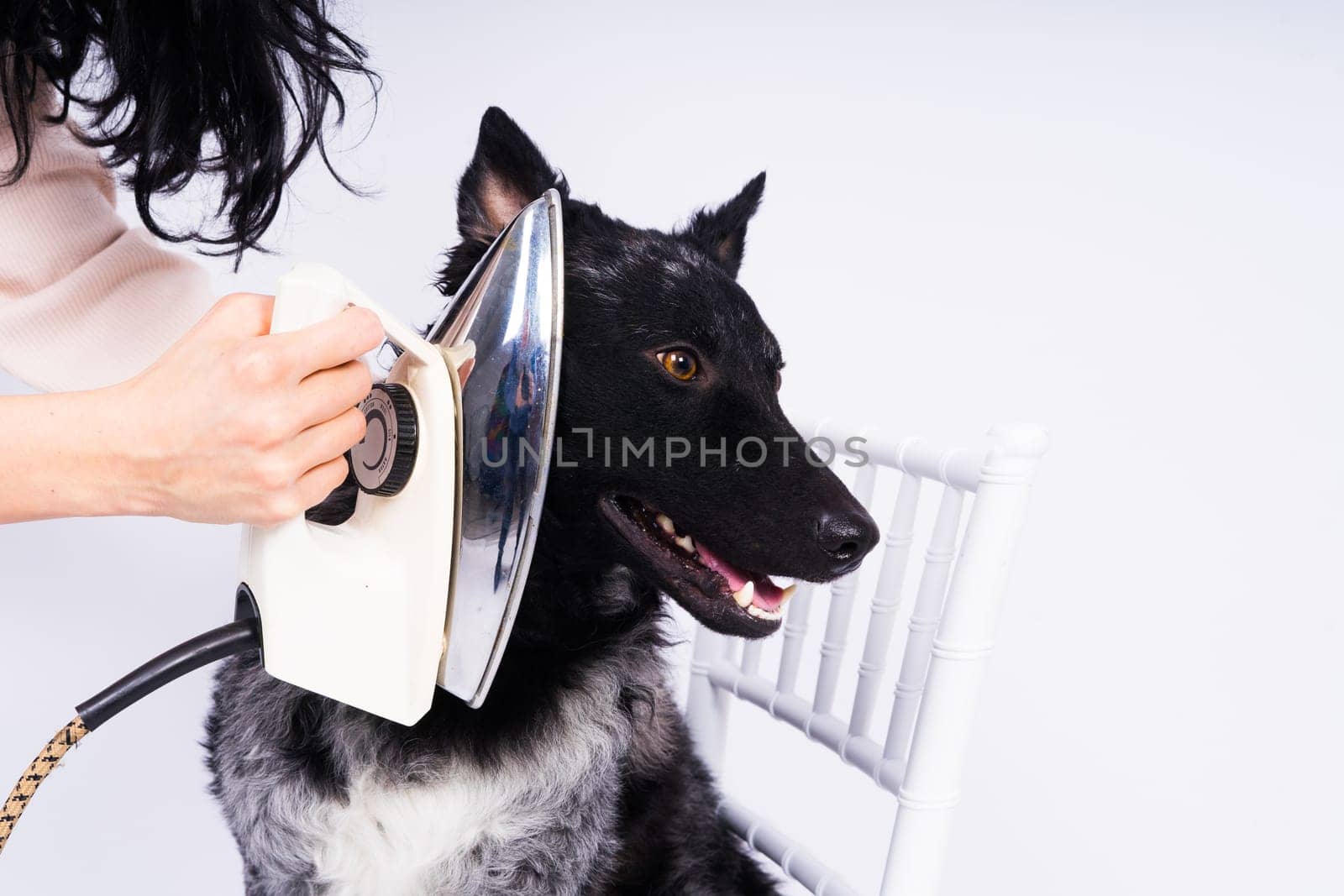 Mudi dog with electric iron on white background. The dog poses while doing housework.