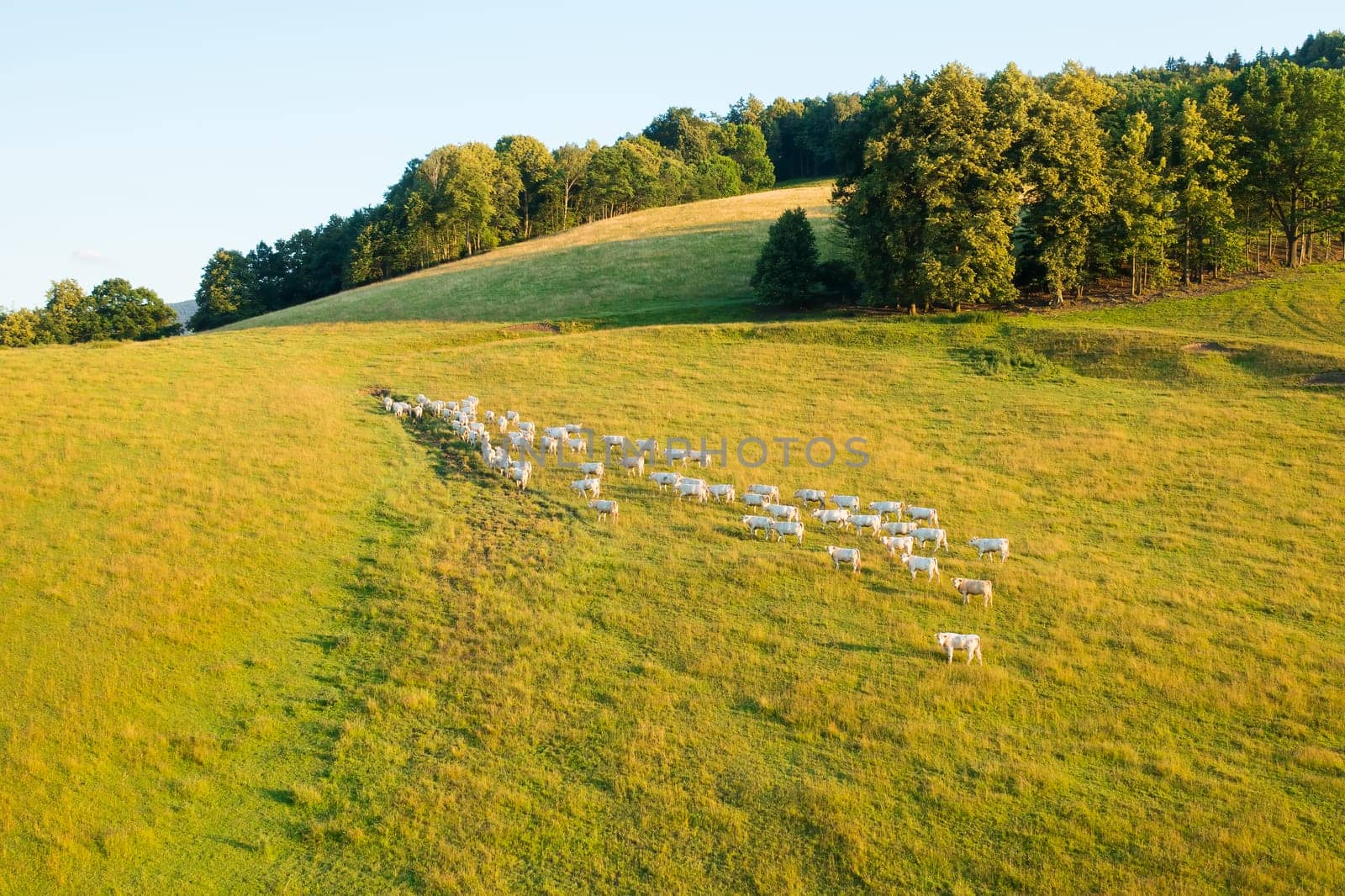 Domestic cows rest on meadow grass to provide fresh milk to farmers. Herd of cattle grazes in countryside at summer sunset upper aerial view