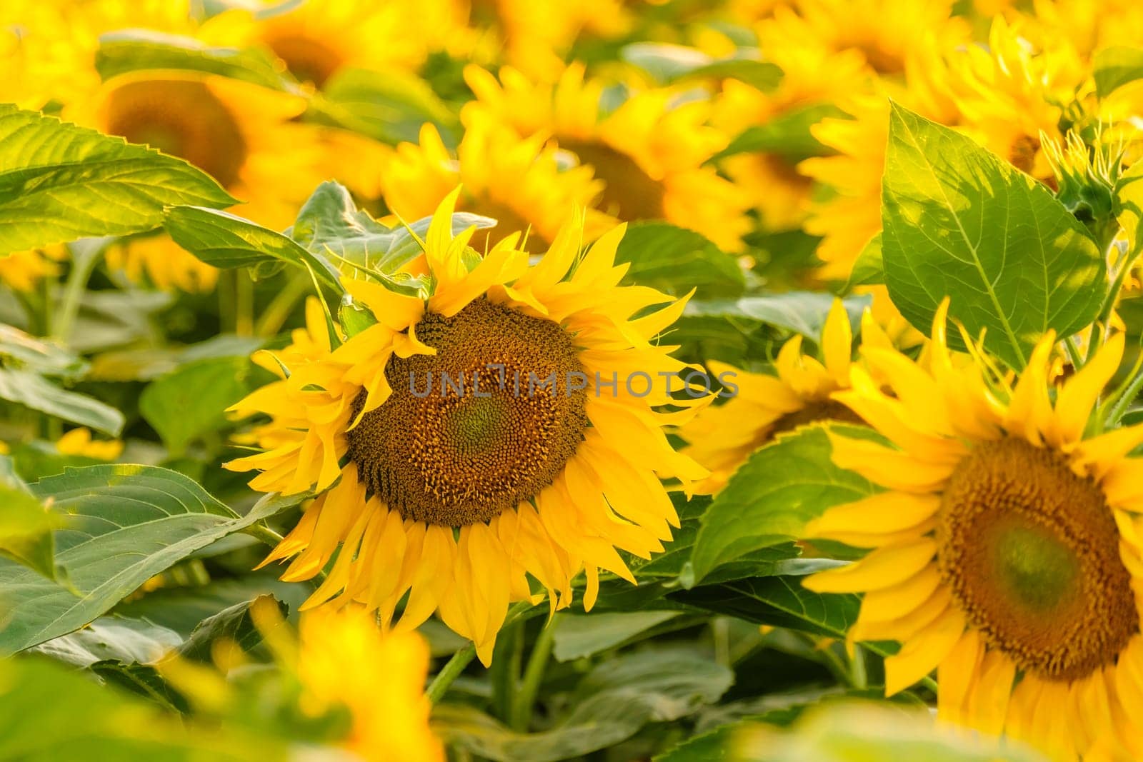 Blooming sunflowers with bright yellow petals and green leaves grow in field. Agriculture in countryside on sunny summer day close view