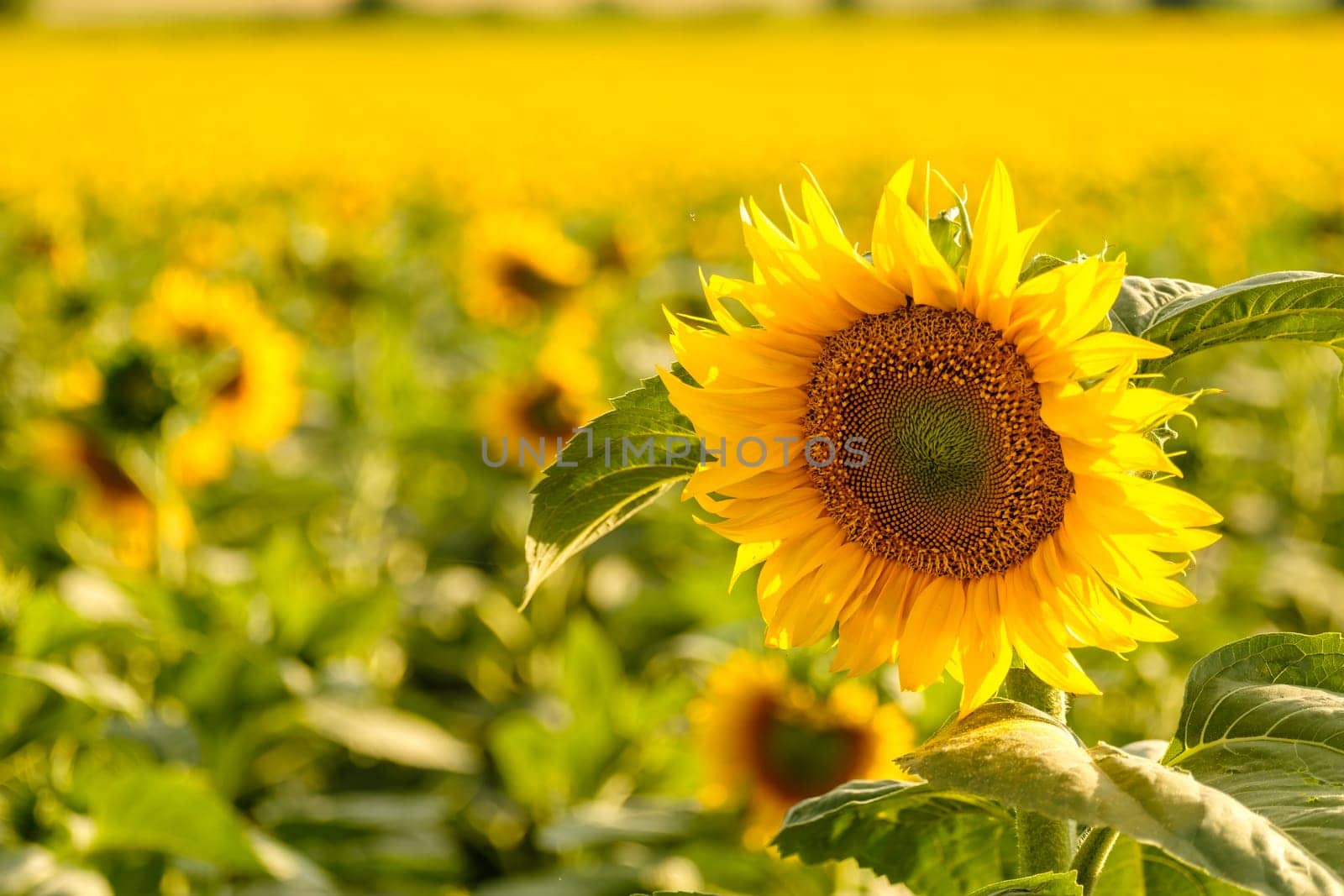 Bright sunflower with yellow petals and green leaves grows in rural field on blurred background. Agriculture in countryside close view