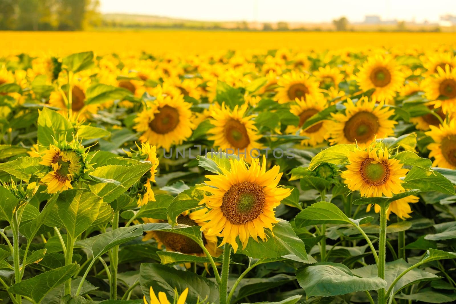 Bright sunflower with yellow petals and green leaves grows in rural field on blurred background. Agriculture in countryside close view
