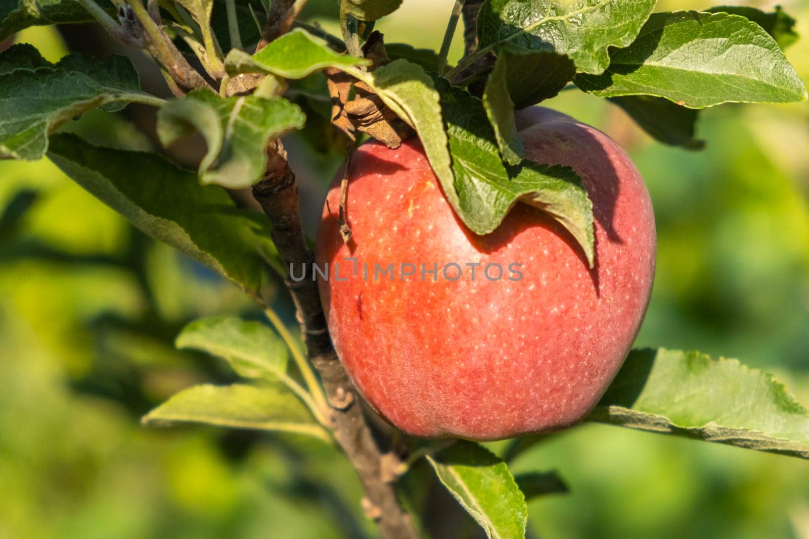 Red juicy ripe apples ripen on a tree in an apple orchard. Good harvest in autumn.