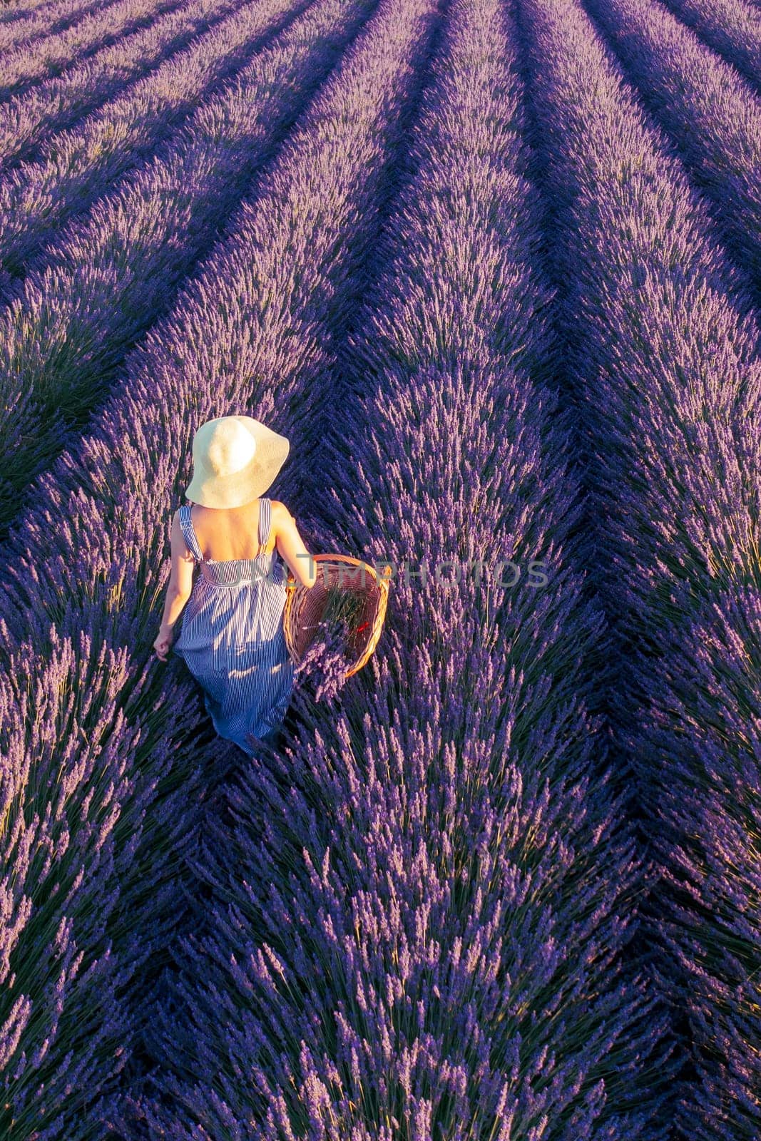 A woman in a hat and a beautiful dress collects lavender in a basket.