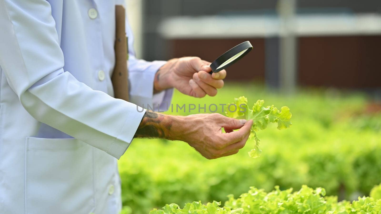 Scientist with magnifying glass examining the quality, observing organic vegetable in industrial hydroponic greenhouse by prathanchorruangsak