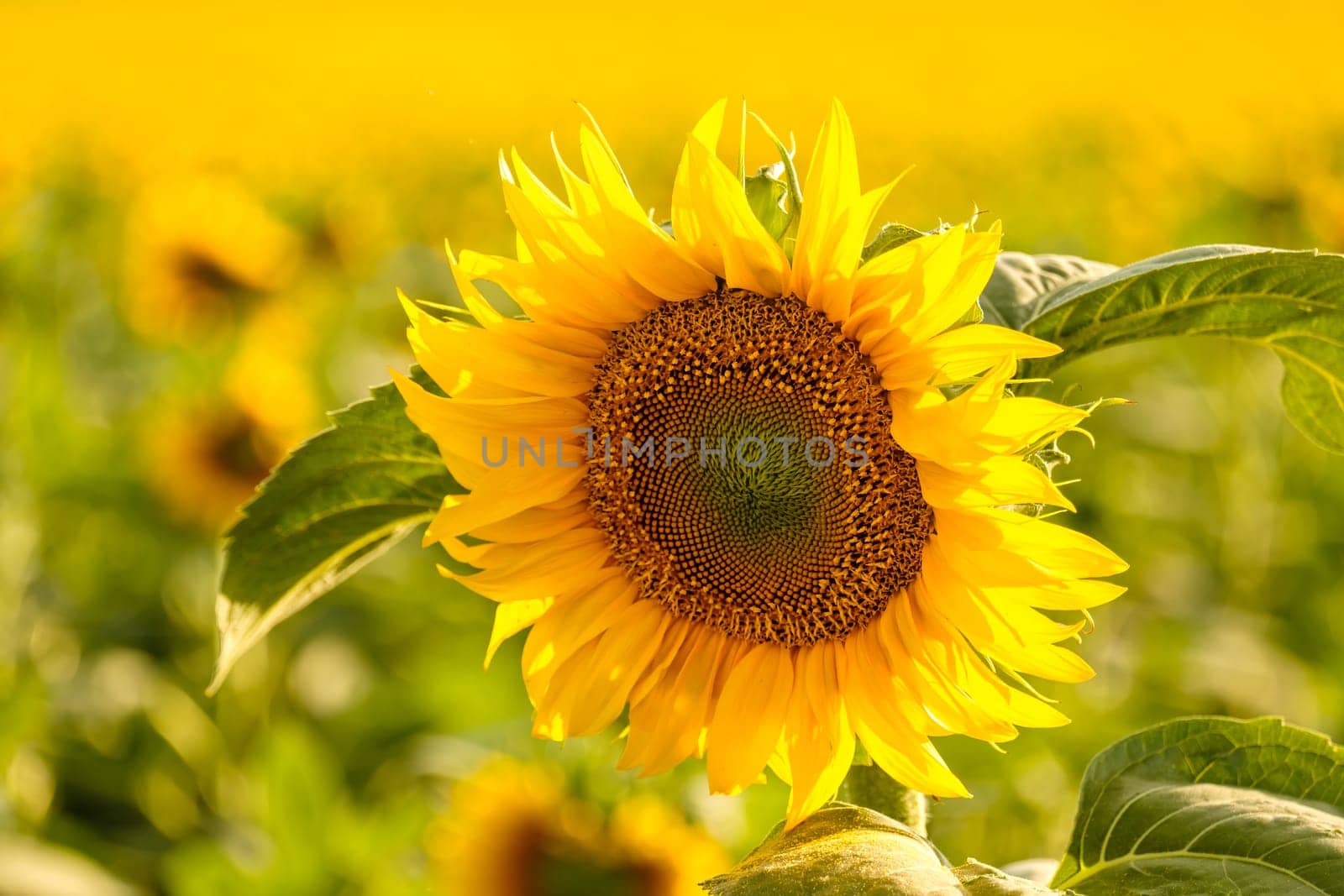 Bright sunflower with yellow petals grows in rural field by vladimka