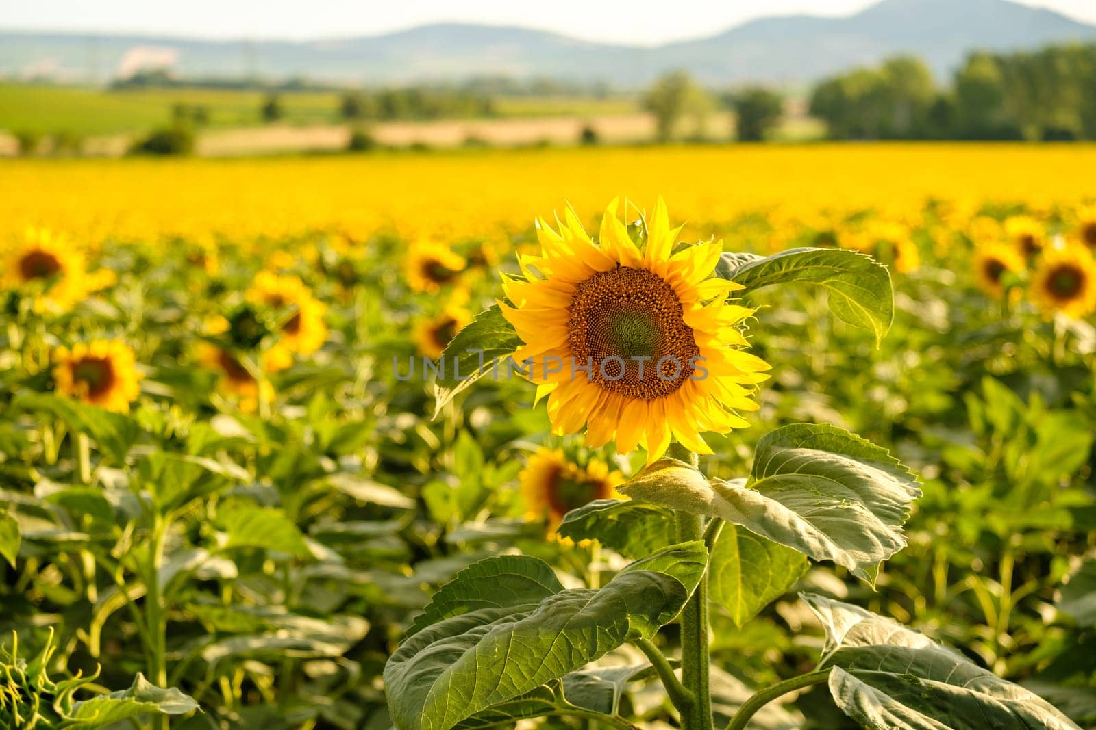 Beautiful sunflower grows in rural field against distant mountains on sunny summer day. Nature and agriculture in countryside closeup