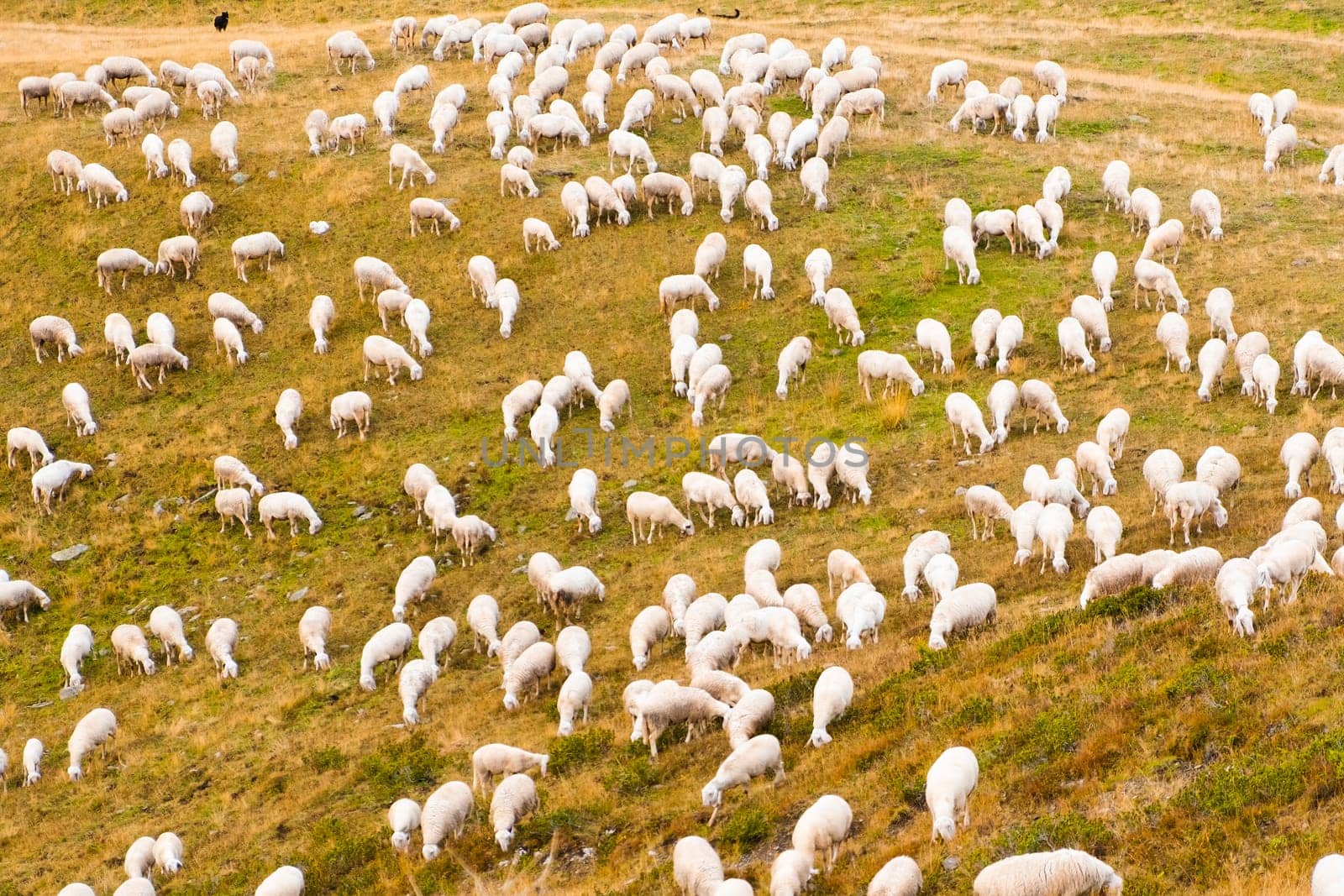 Large flock of sheep eats grass on alpine meadows and blends in with mountain nature. Fluffy animals grazing on sloping meadows of Alps