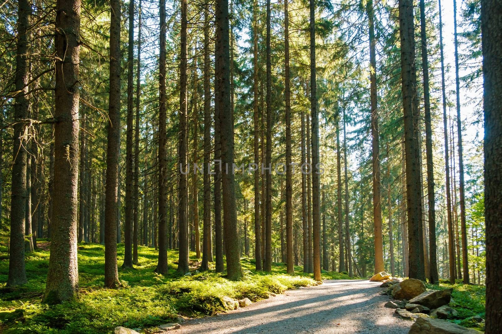 Autumn forest path at sunset. Forest hiking trail with high pine trees at sun light.