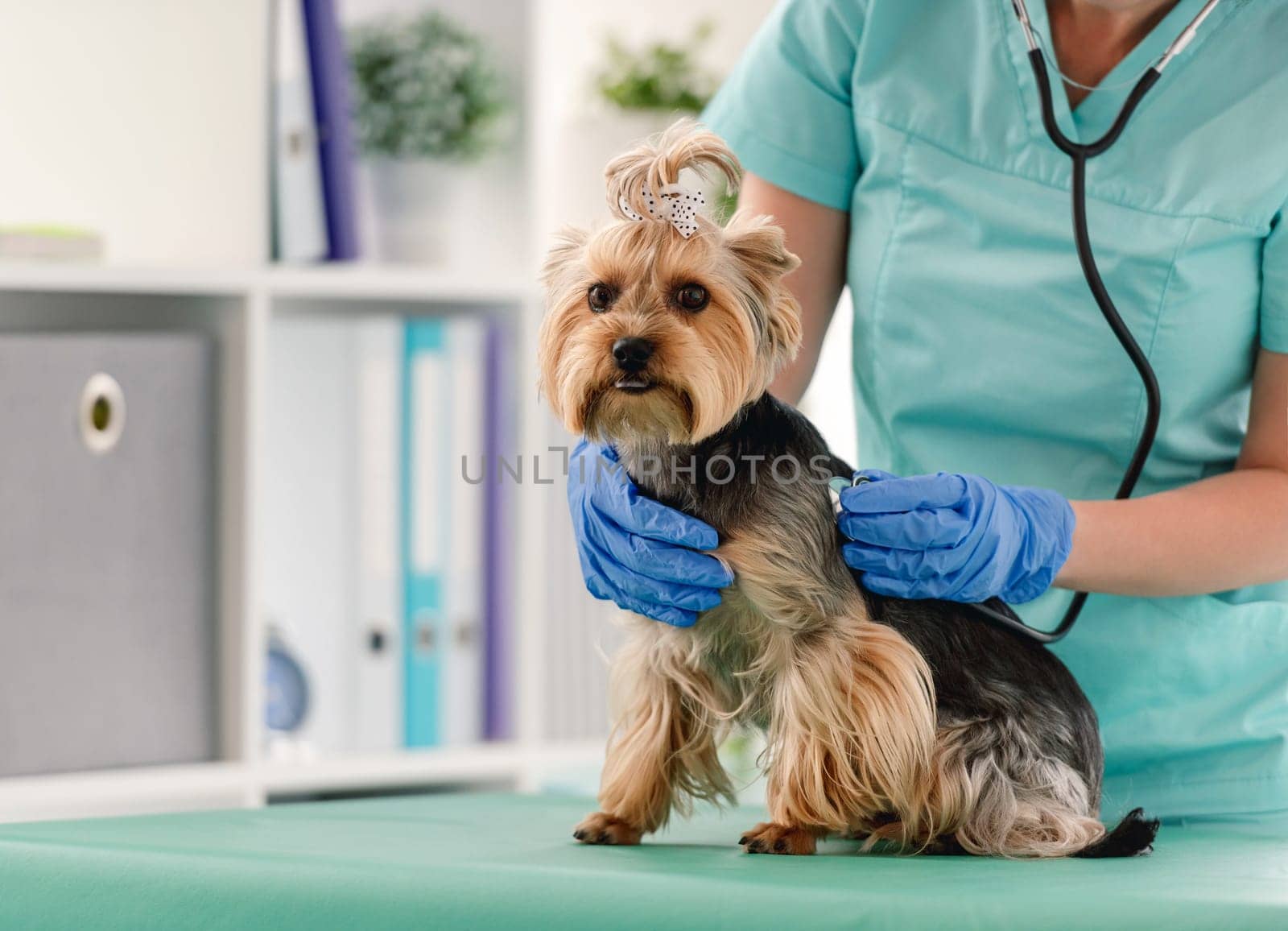Veterinarian listening yorkshire terrier using stethoscope by GekaSkr