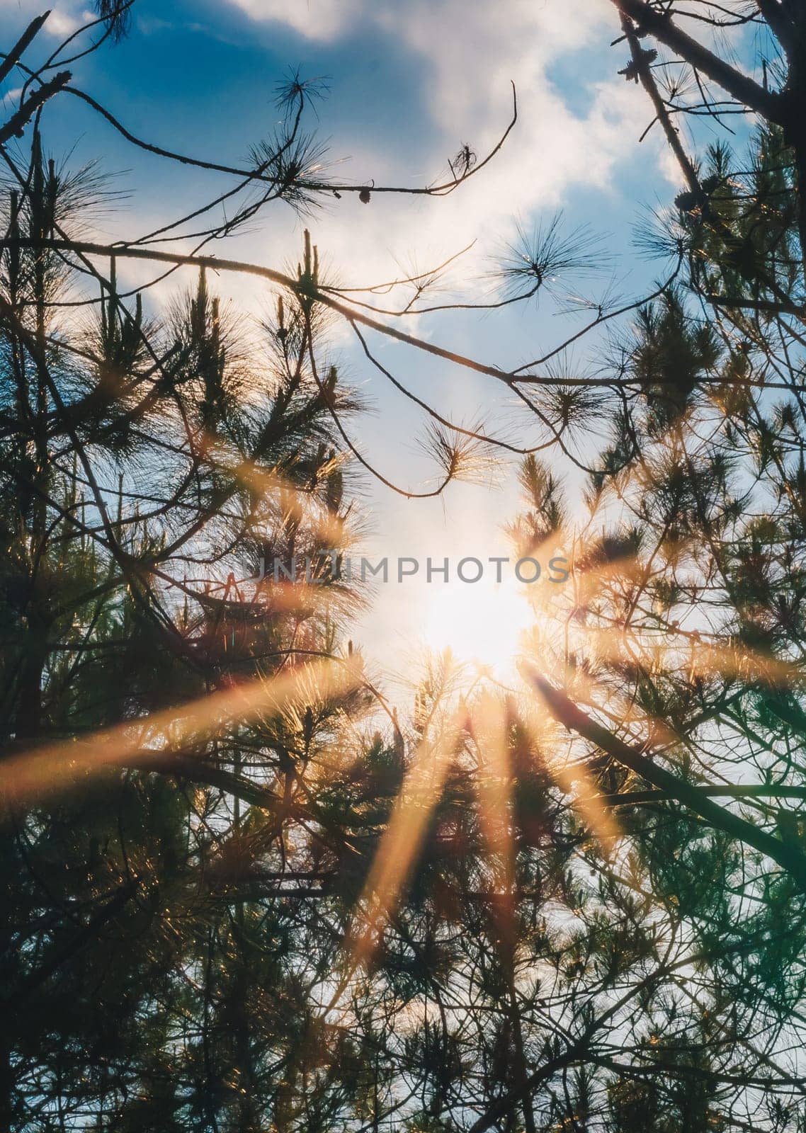 Sun rays through the trees in the PINE forest.