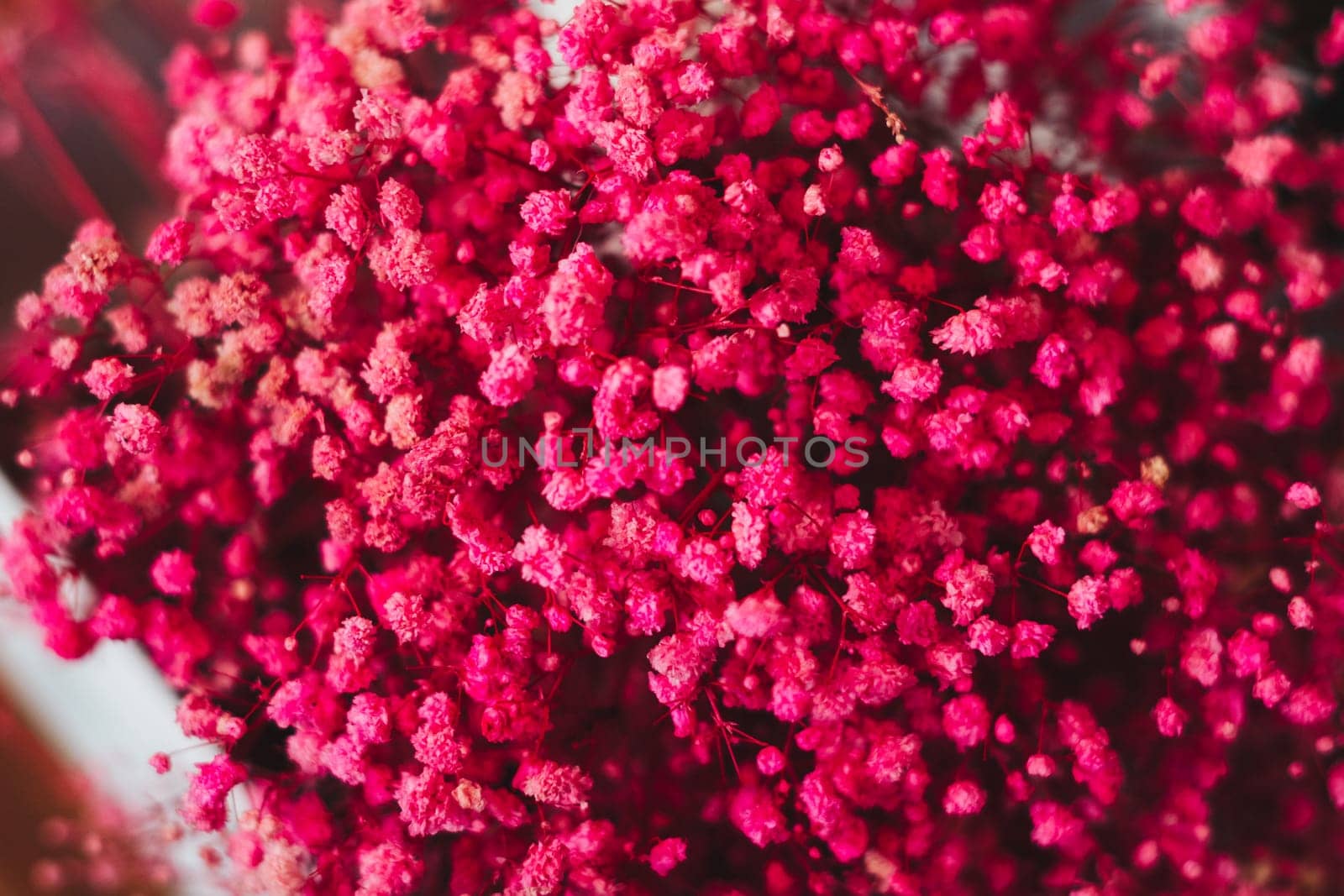 A close up of a pink SMALL flowers.