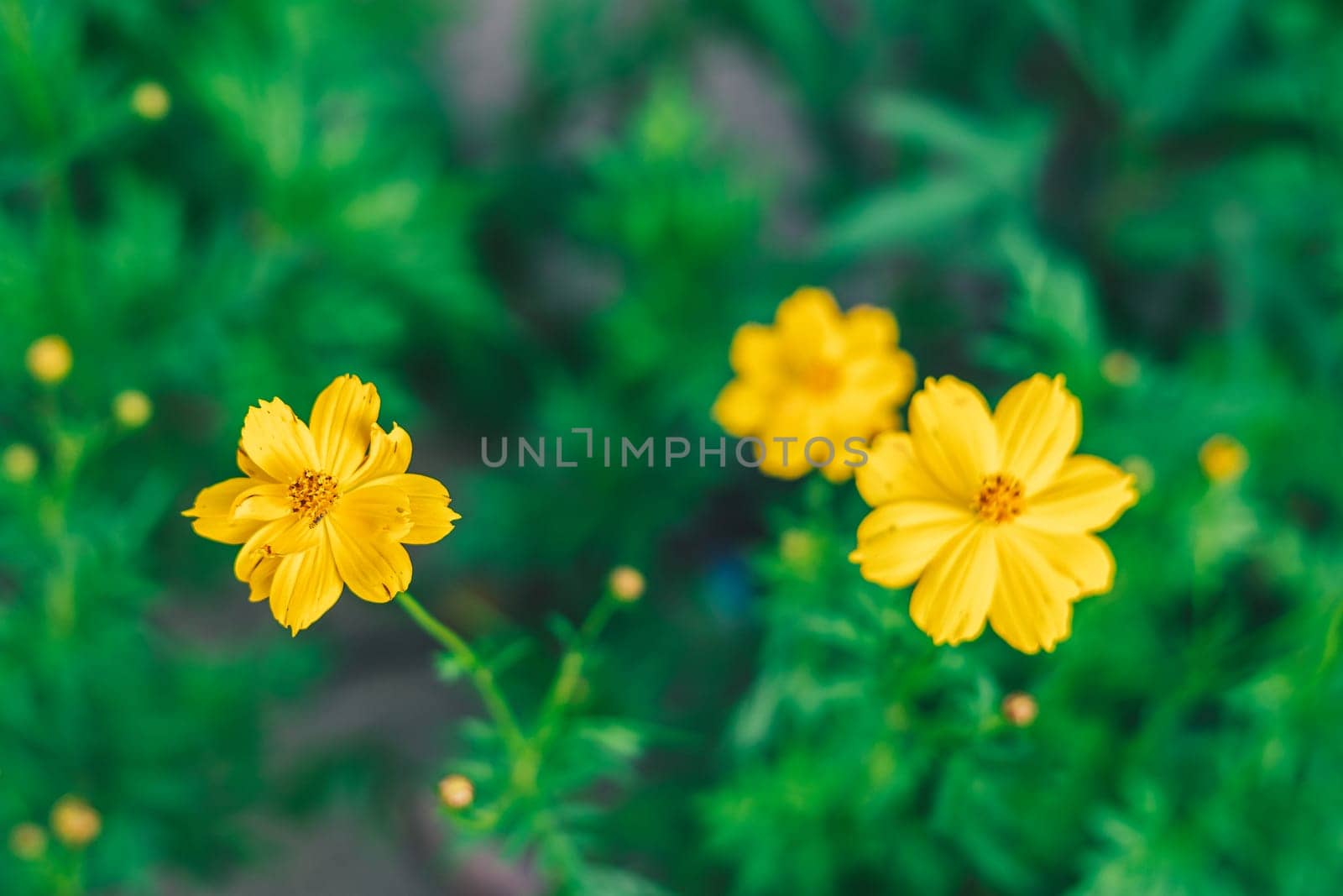 Yellow flowers in the garden with green background.