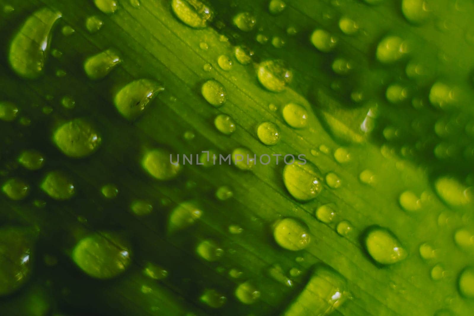 A close up of a leaf with water droplets on it.