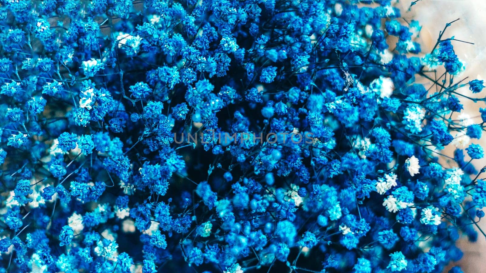 A close up of a bunch of blue flowers.