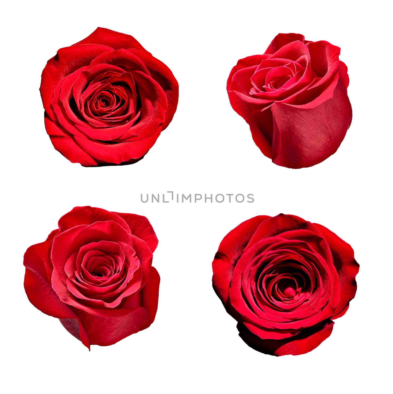 collection of various roses on white background. each one is shot separately