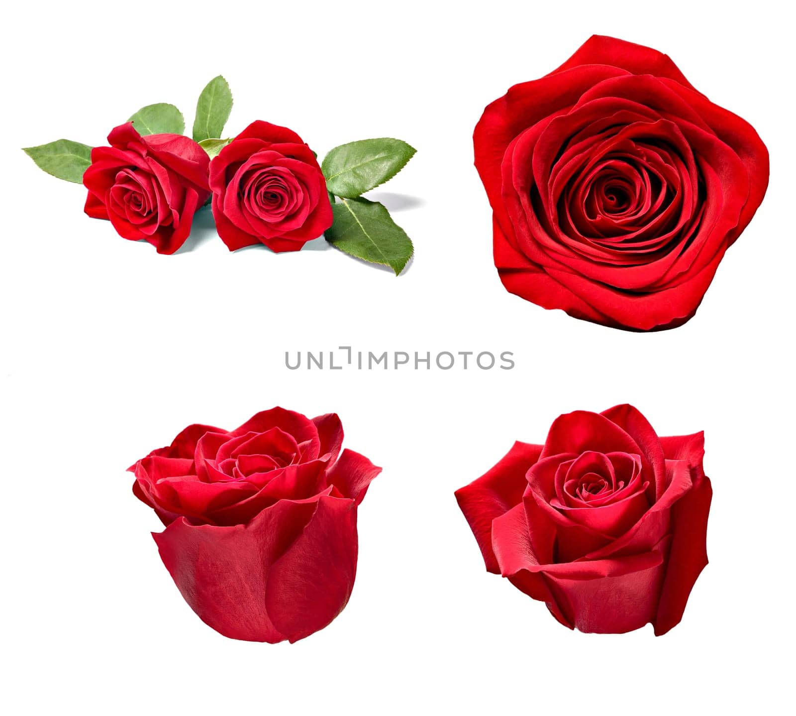 collection of various roses on white background. each one is shot separately