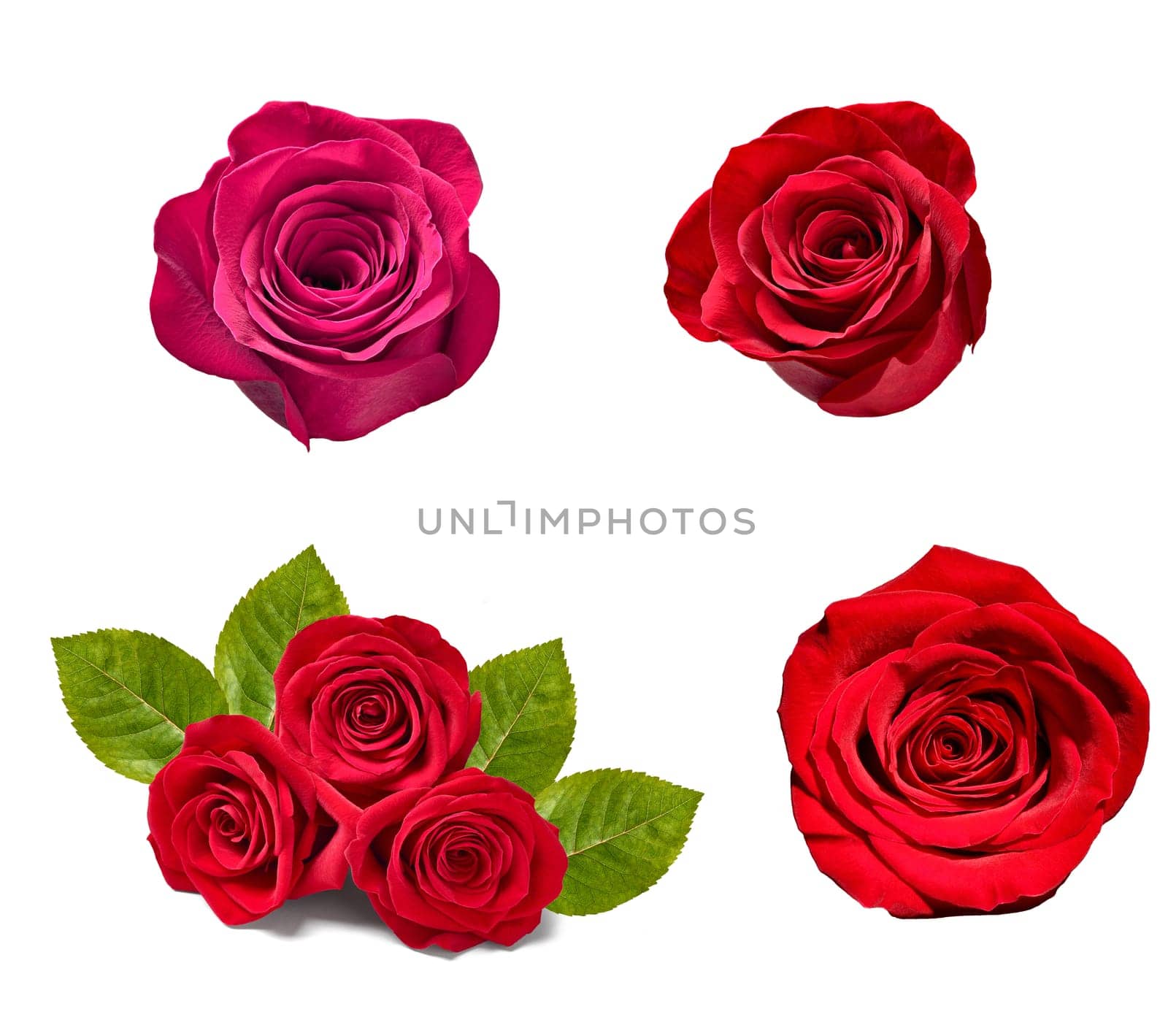 collection of various roses on white background. each one is shot separately