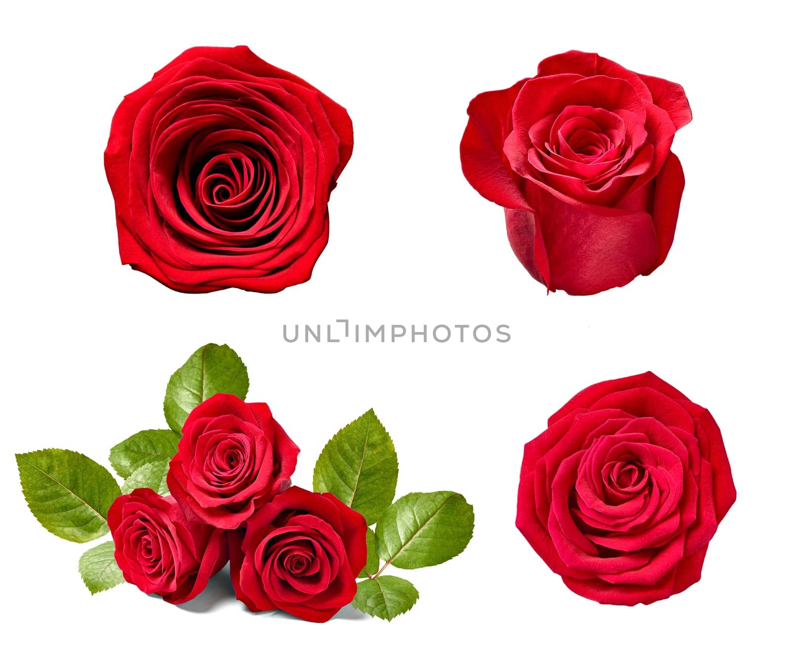 collection of various roses on white background. each one is shot separately