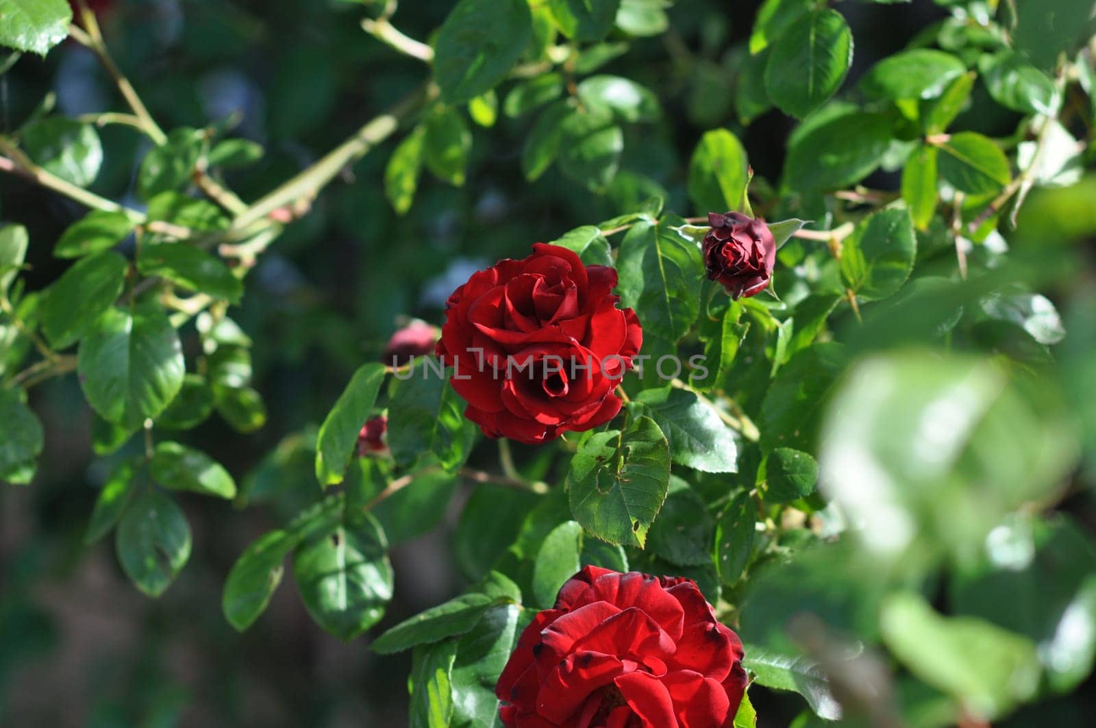 Closeup shot of red roses in a garden in Goslar, Germany