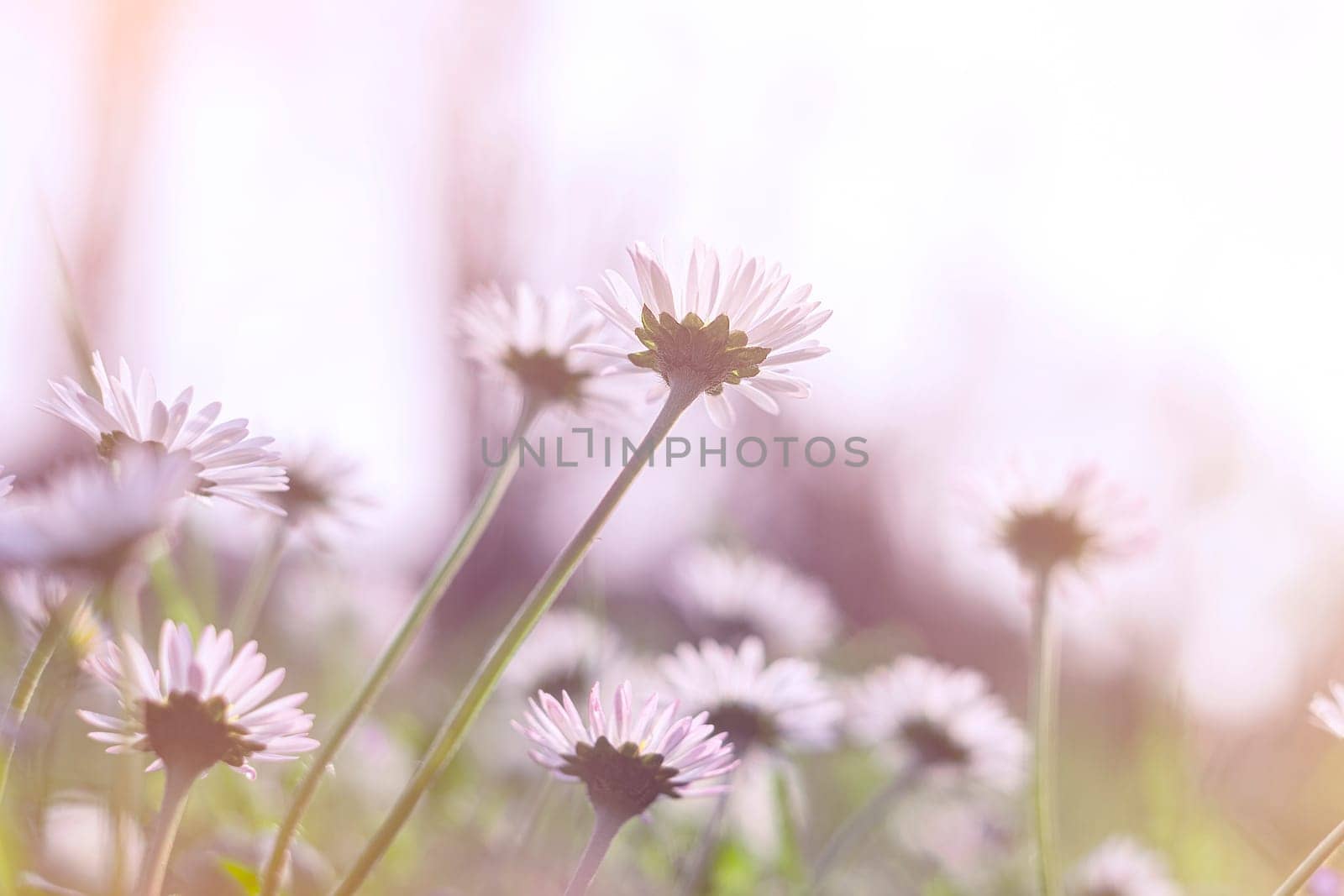 Fresh white daisies in the field at sunset.