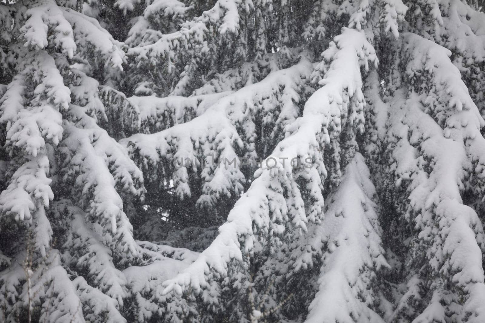 Observation of a snow blizzard in the midst of nature. The branches bend under the weight of the snow. Snow falling visible on the background of coniferous tree branches. Large close-up on the branches of a coniferous tree.