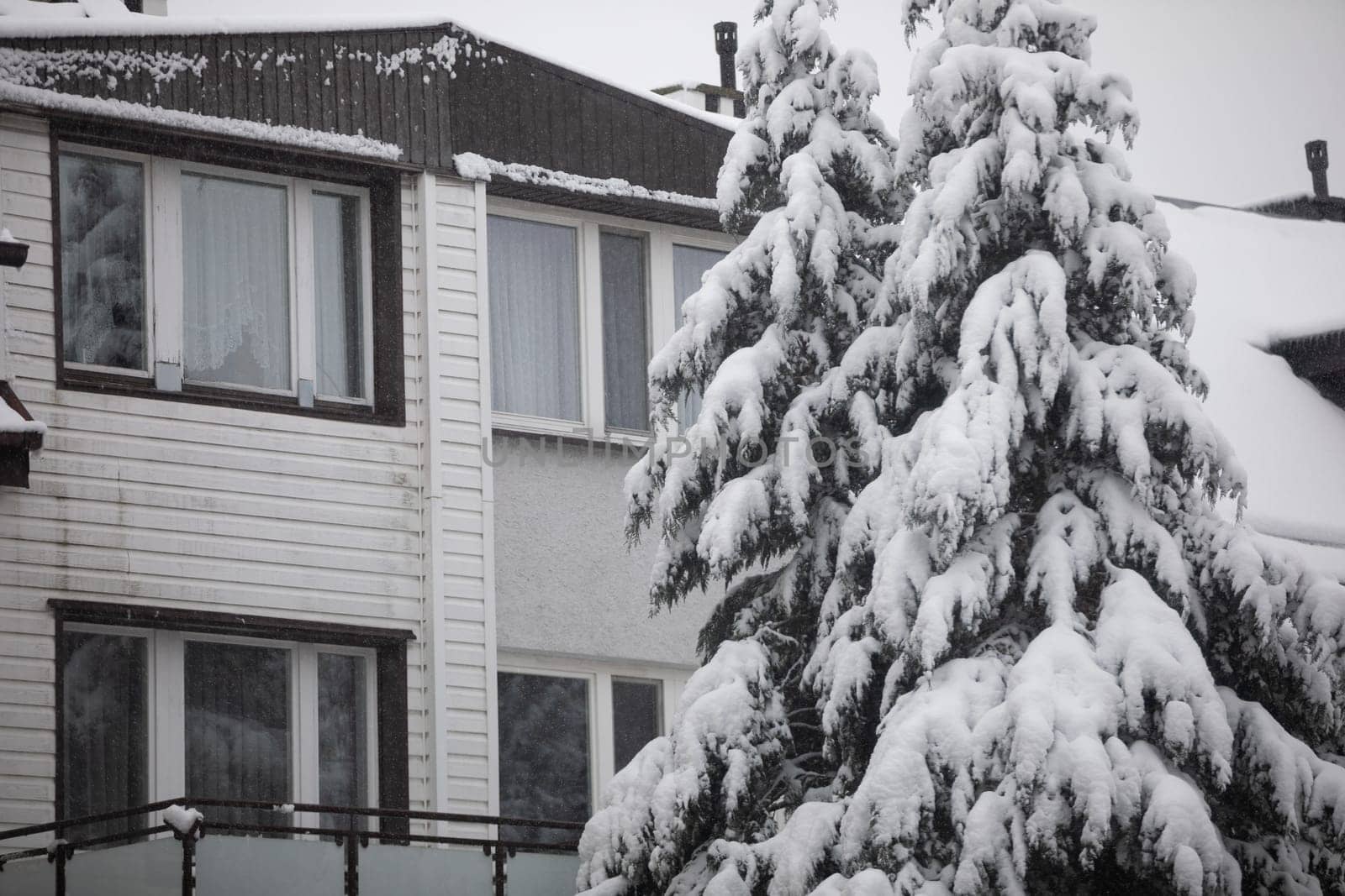 The crowns of coniferous trees can be seen in the foreground. The branches of the trees are covered with fresh snow. Behind the trees, a single-family house can be seen. Curtains hang in the windows of the house