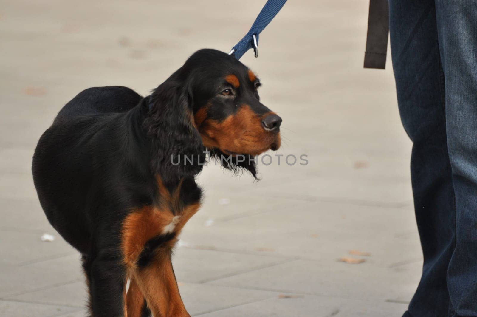 Cute dark brown cocker spaniel on a blue leash
