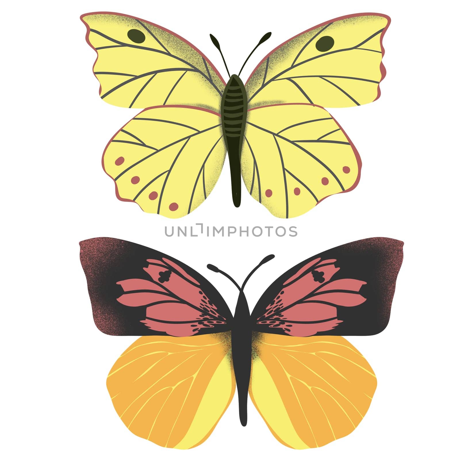 Hand drawn illustration of california dogface butterfly Zerene eurydice, state insect symbol. Biology zoology bug concept, natural meadow forest decor, yellow orange wings with spots, drawing sketch