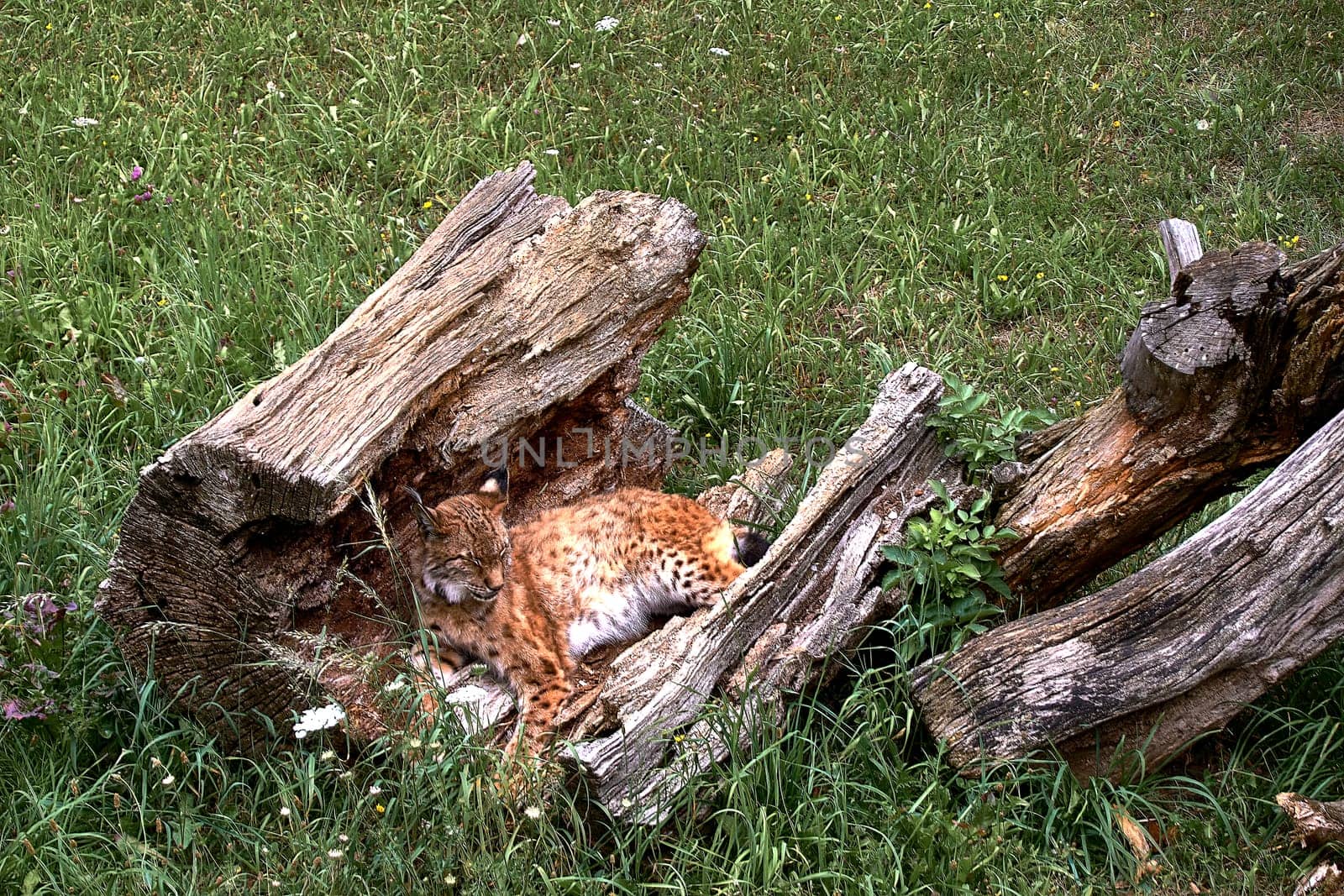 A lone lynx lying on a broken tree trunk by raul_ruiz