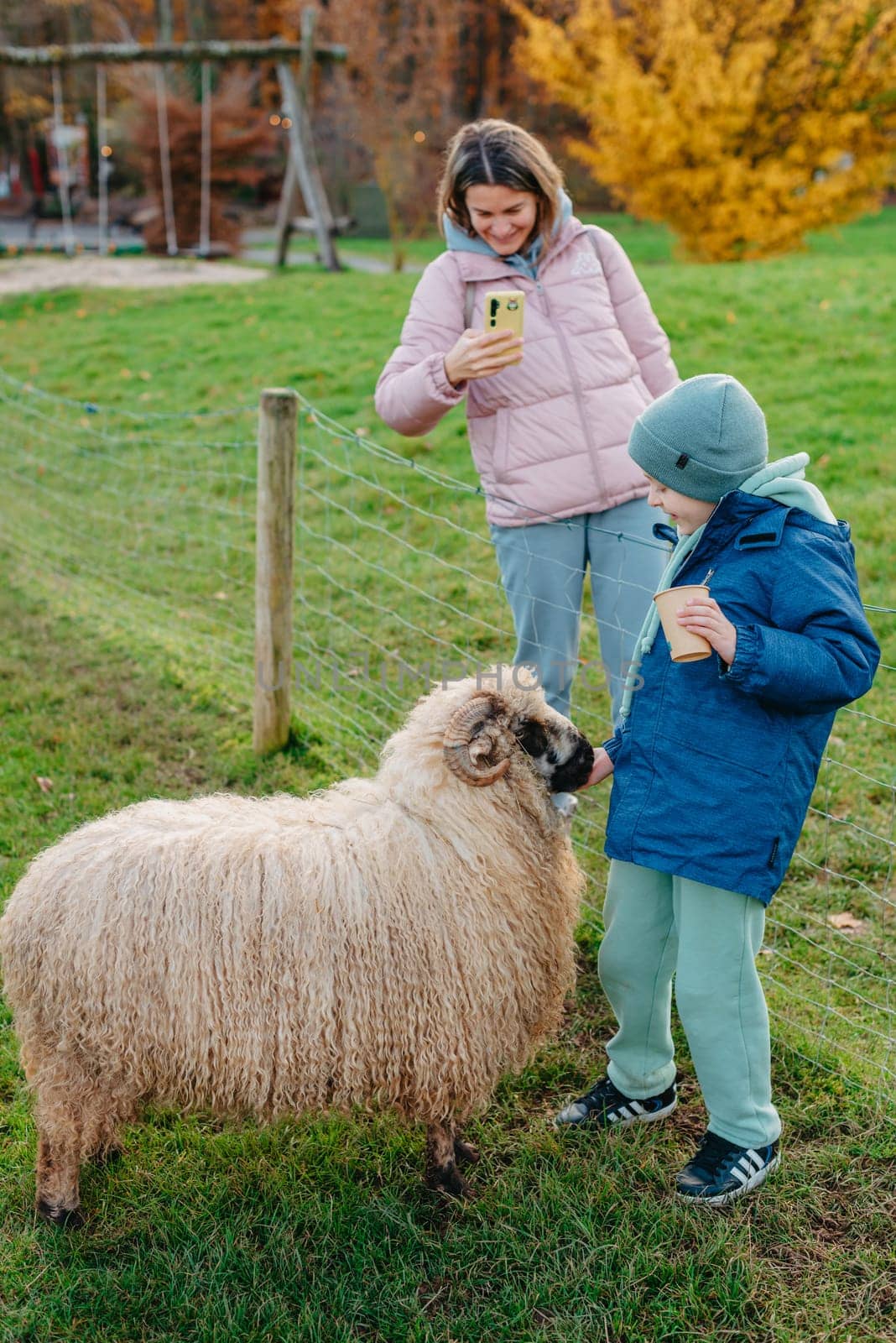 Little caucasian boy feeding ram in a farm. Ram eating grains of cereal from the hands of a child