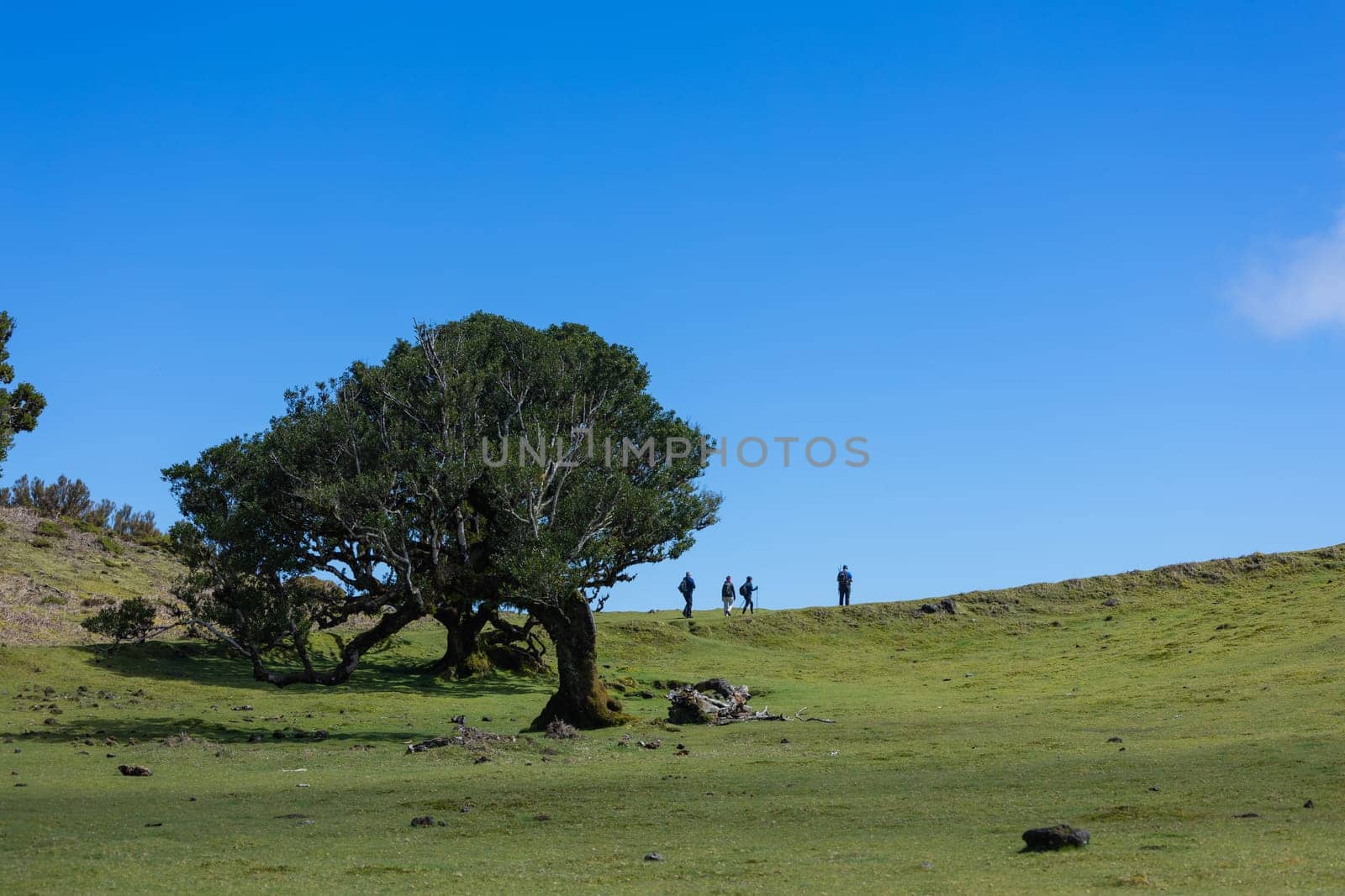 Group of tourists walking away on the hiking path on green hill with blue sky and tree