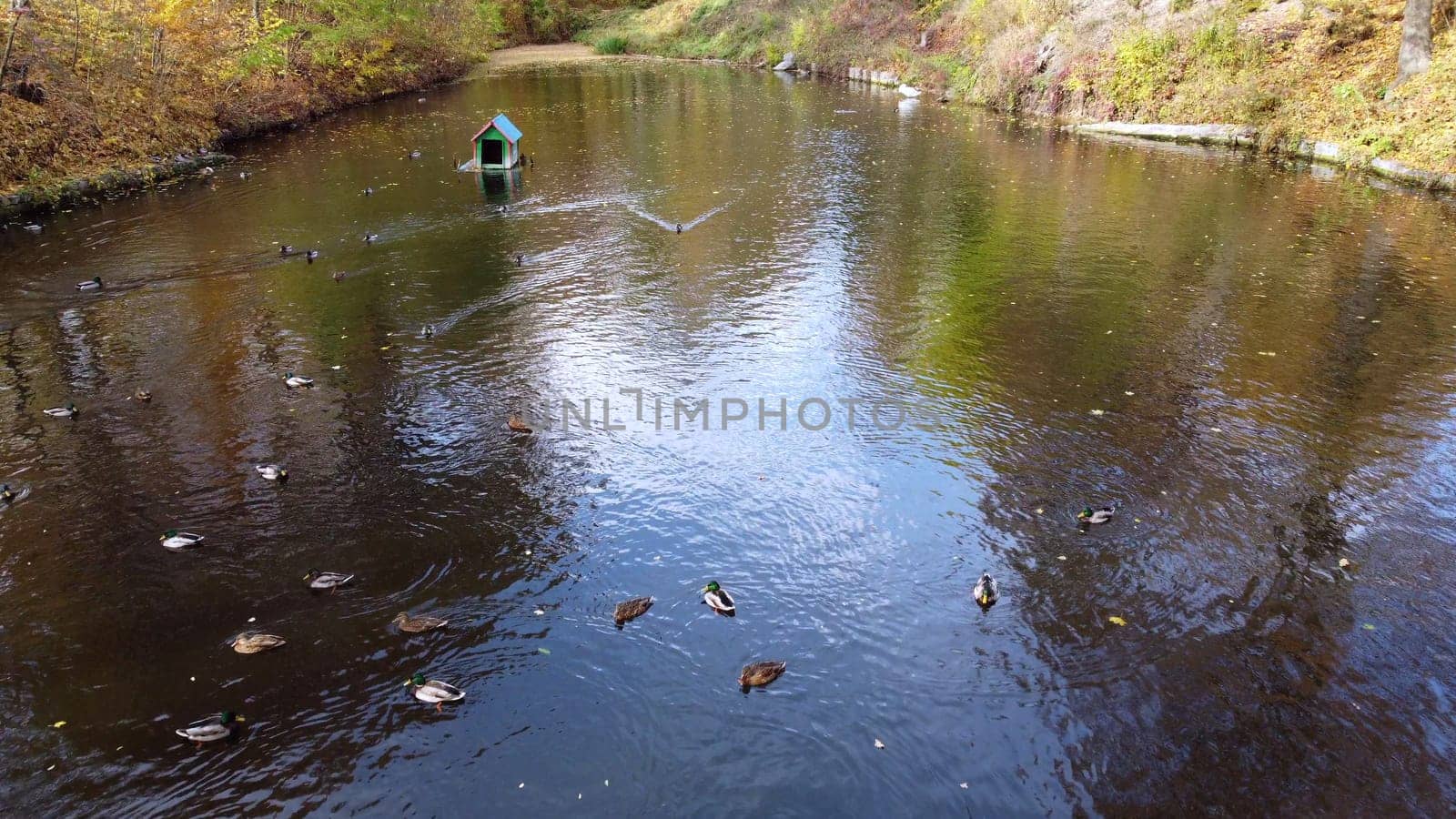 Flying over water surface, lake, swimming ducks park trees yellow falling leaves by Mari1408