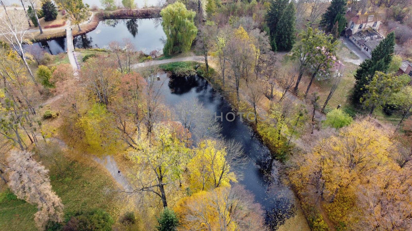 Beautiful view people walking on ground paths near lakes in park with trees with yellow fallen leaves on autumn day. Flying over walking people, ponds, trees with yellow foliage. Aerial drone view.