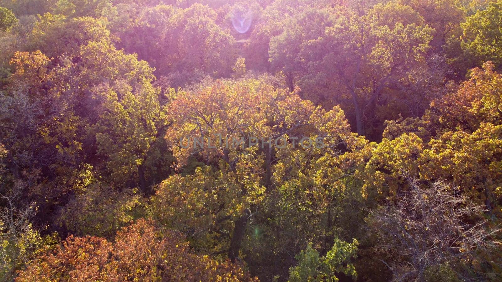 Beautiful landscape view of treetops with yellow leaves on bright sunny day. Flying over park trees. Aerial drone view. Top view. Beautiful natural background. Nature fall autumn season. Red sun glare