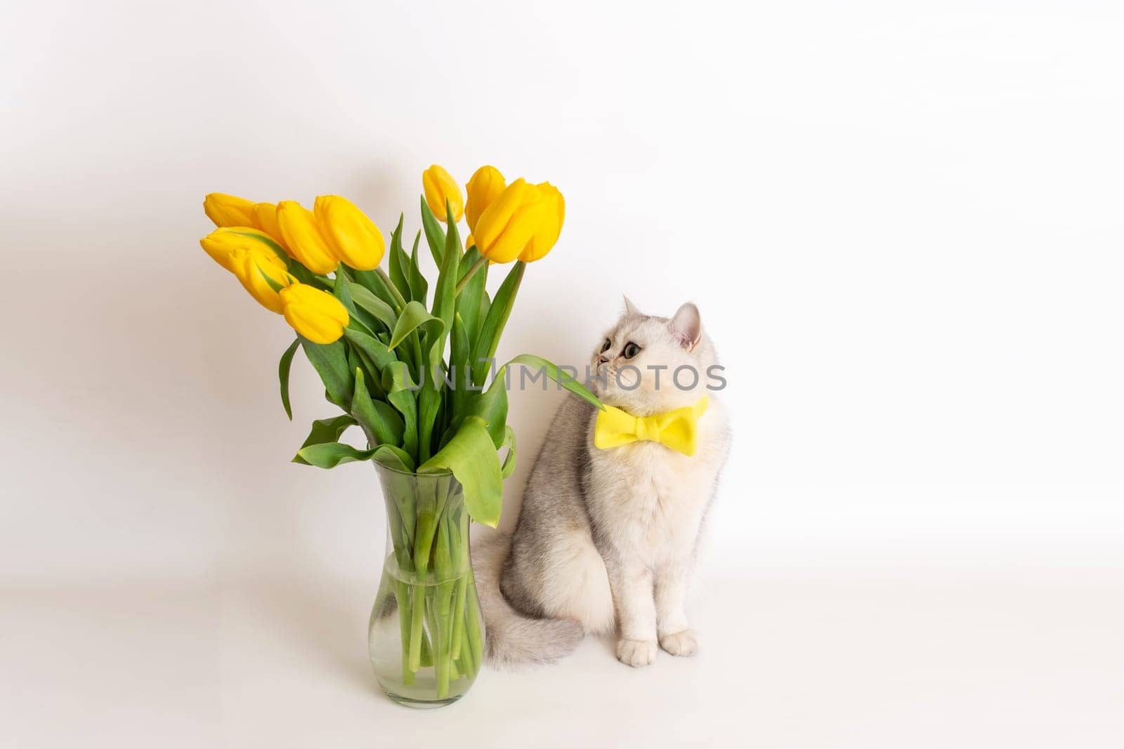 Charming white British cat in a yellow bow tie, sitting next to a glass vase with a bouquet of yellow tulips, on a white background. Copy space
