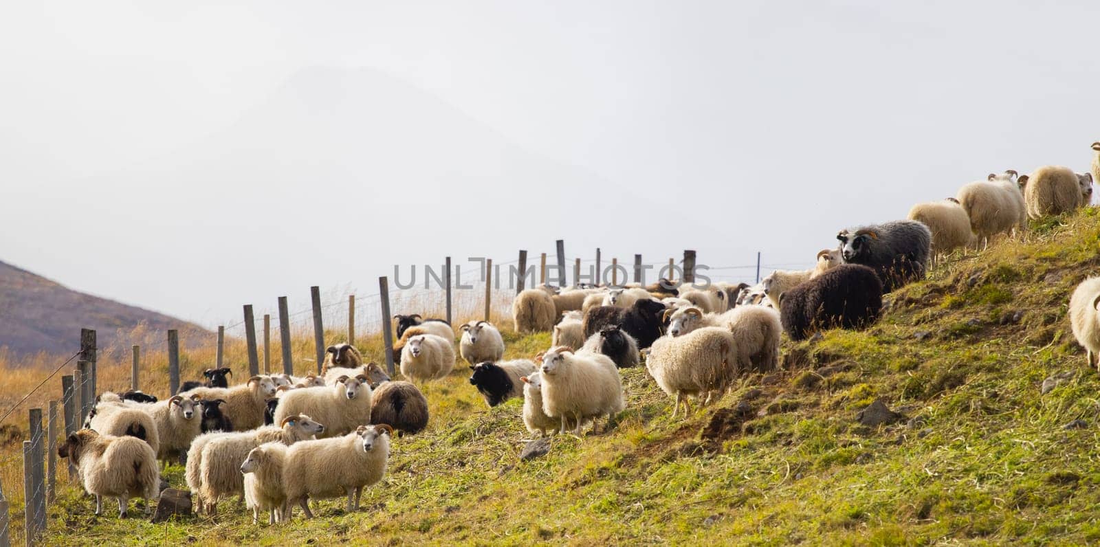 Icelandic Sheep Graze in the Mountain Meadow, Group of Domestic Animal in Pure and Clear Nature. Beautiful Icelandic Highlands. Ecologically Clean Lamb Meat and Wool Production. Scenic Area.