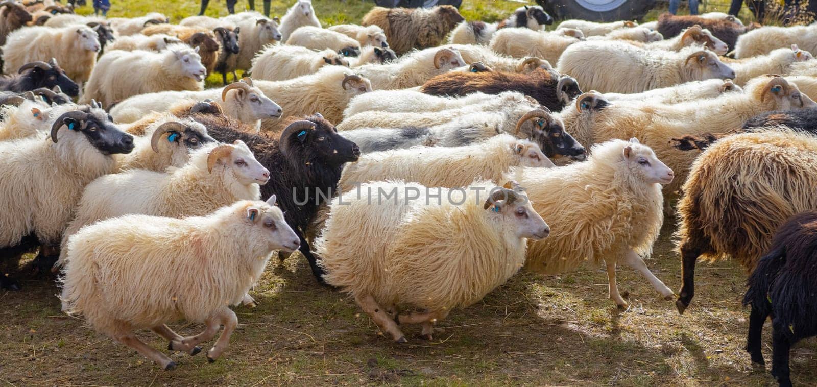 Icelandic Sheep Graze in the Mountain Meadow, Group of Domestic Animal in Pure and Clear Nature. Beautiful Icelandic Highlands. Ecologically Clean Lamb Meat and Wool Production. Scenic Area.