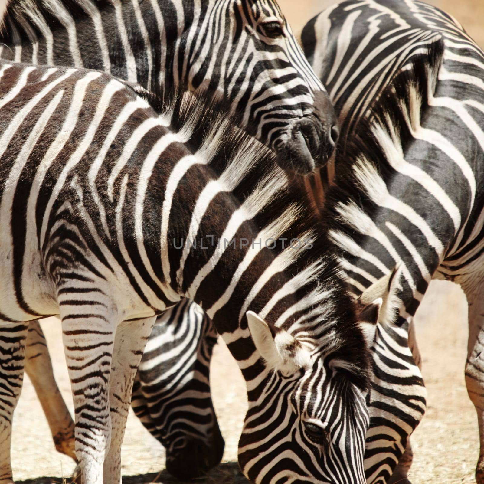 They lose their hunters in the crowd. zebras on the plains of Africa. by YuriArcurs