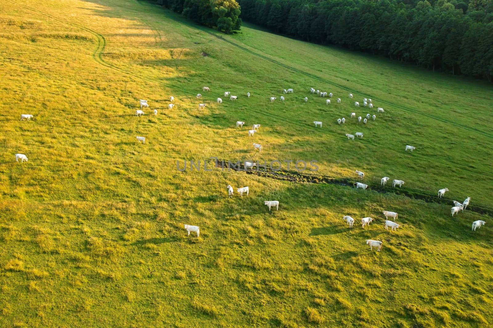 Hungry cattle grazes on grassland near green trees growing in rural area. Scenic landscape and herd of white cows on sunny day aerial view