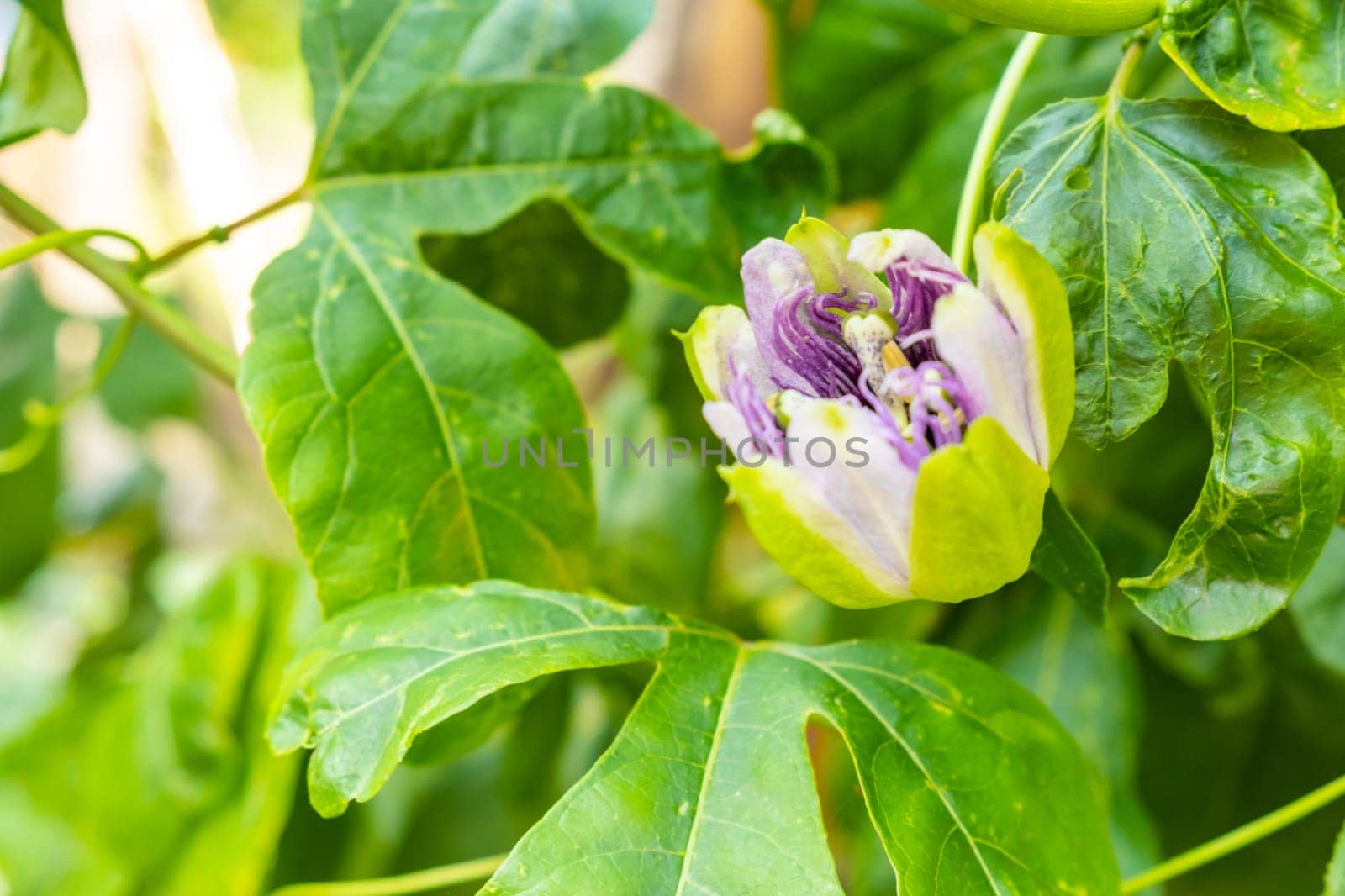 Exotic flower of passion fruit in blossom on the tree.