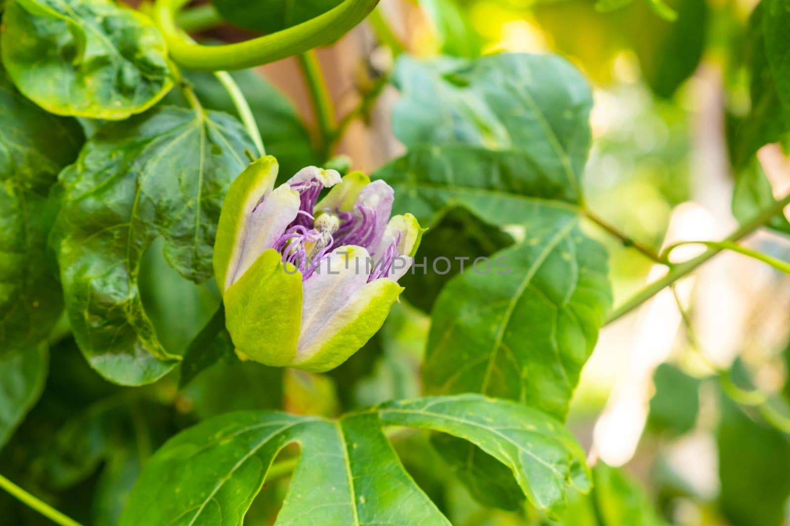 Exotic flower of passion fruit in blossom on the tree.