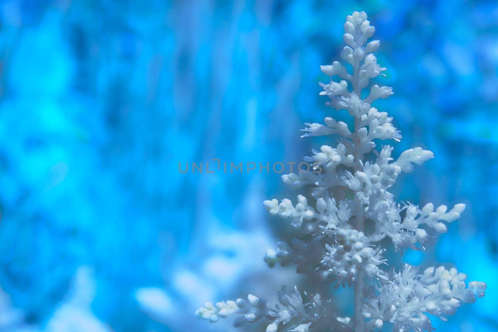 Abstract white plant on a blue mystical glowing background by jovani68
