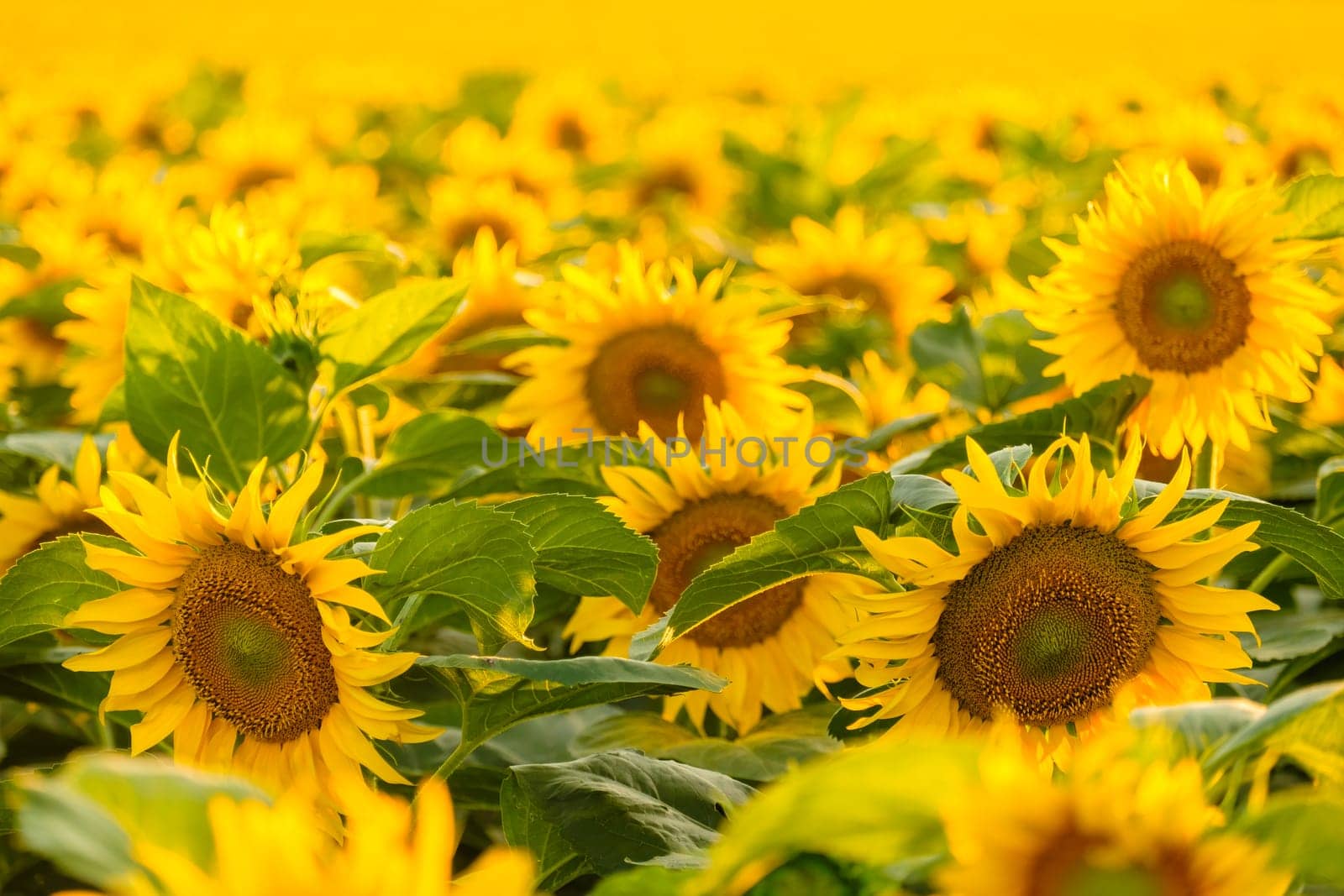 Blooming sunflowers with bright yellow petals grow in field by vladimka