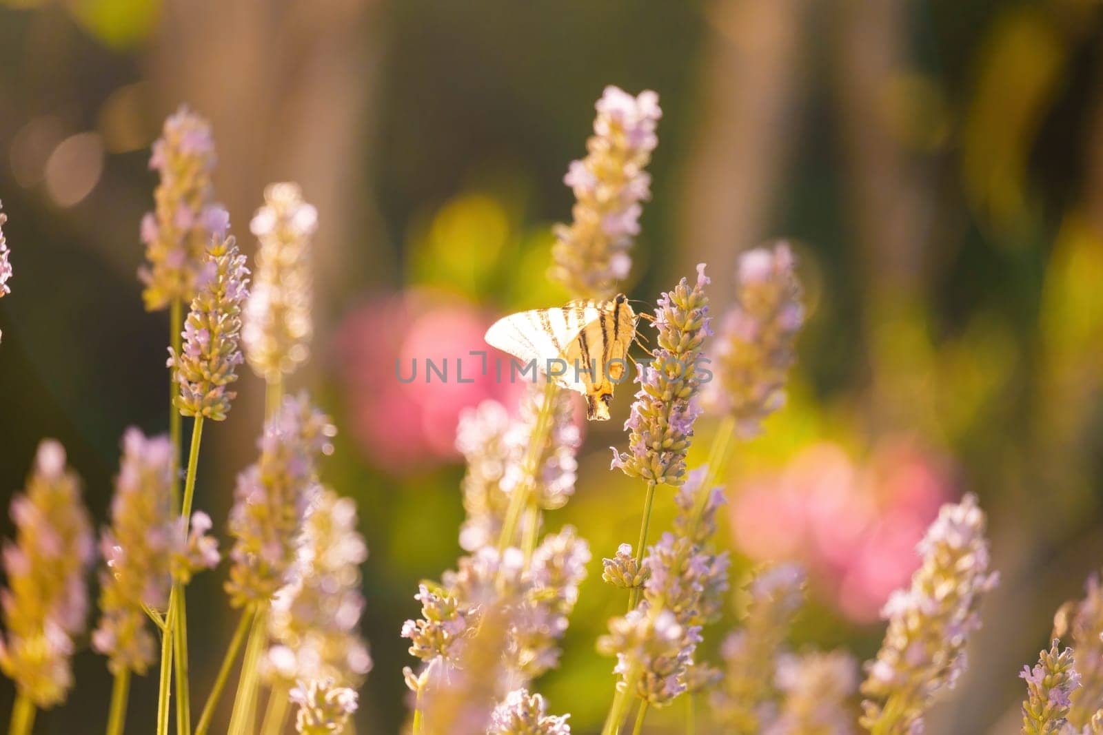 Inflorescence of wild grass with small purple blooms in field at sunlight. Little butterfly sitting on flower on blurry background