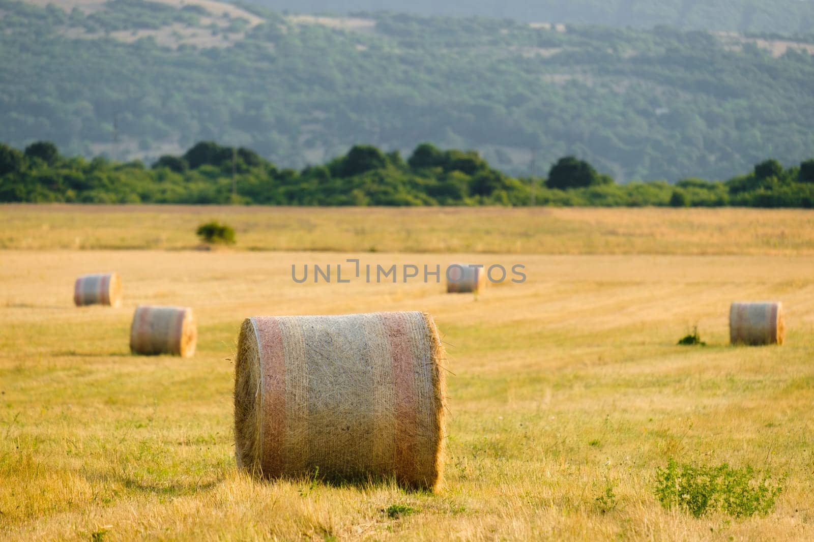 Rural landscape with bales of wheat straw against blurry green mountains at sunlight. Countryside scenery with bales scattered on field