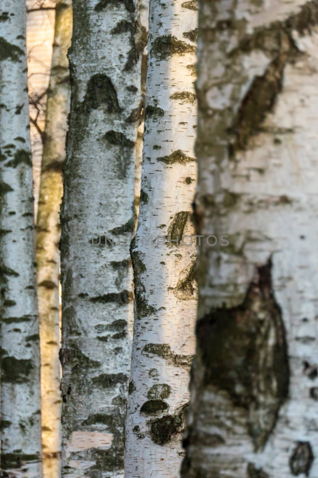 Birch forest. Birch Grove. White birch trunks. Autumn sunny forest. selective focus. High quality photo